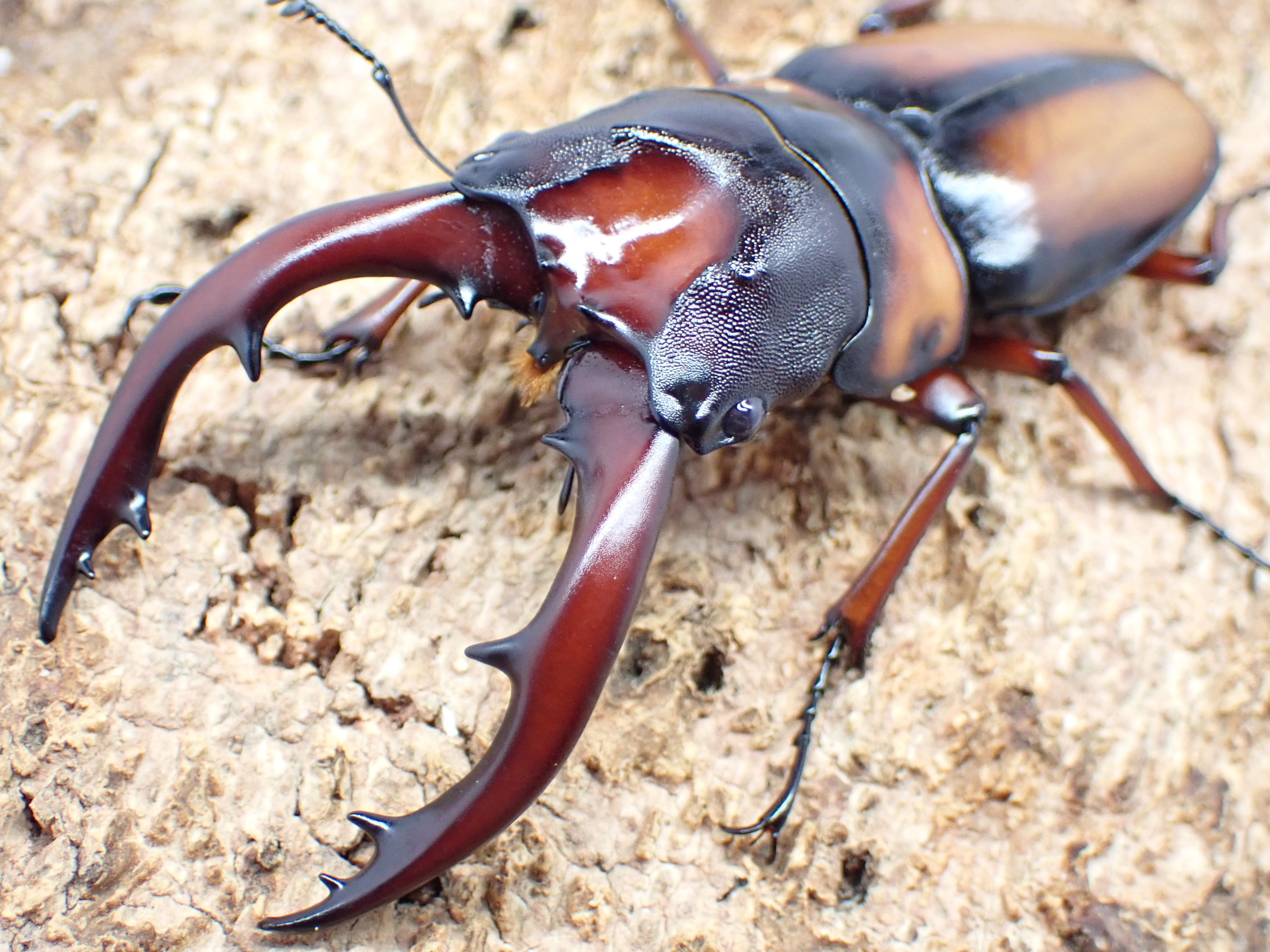 ミラビリスノコギリクワガタ　ペア