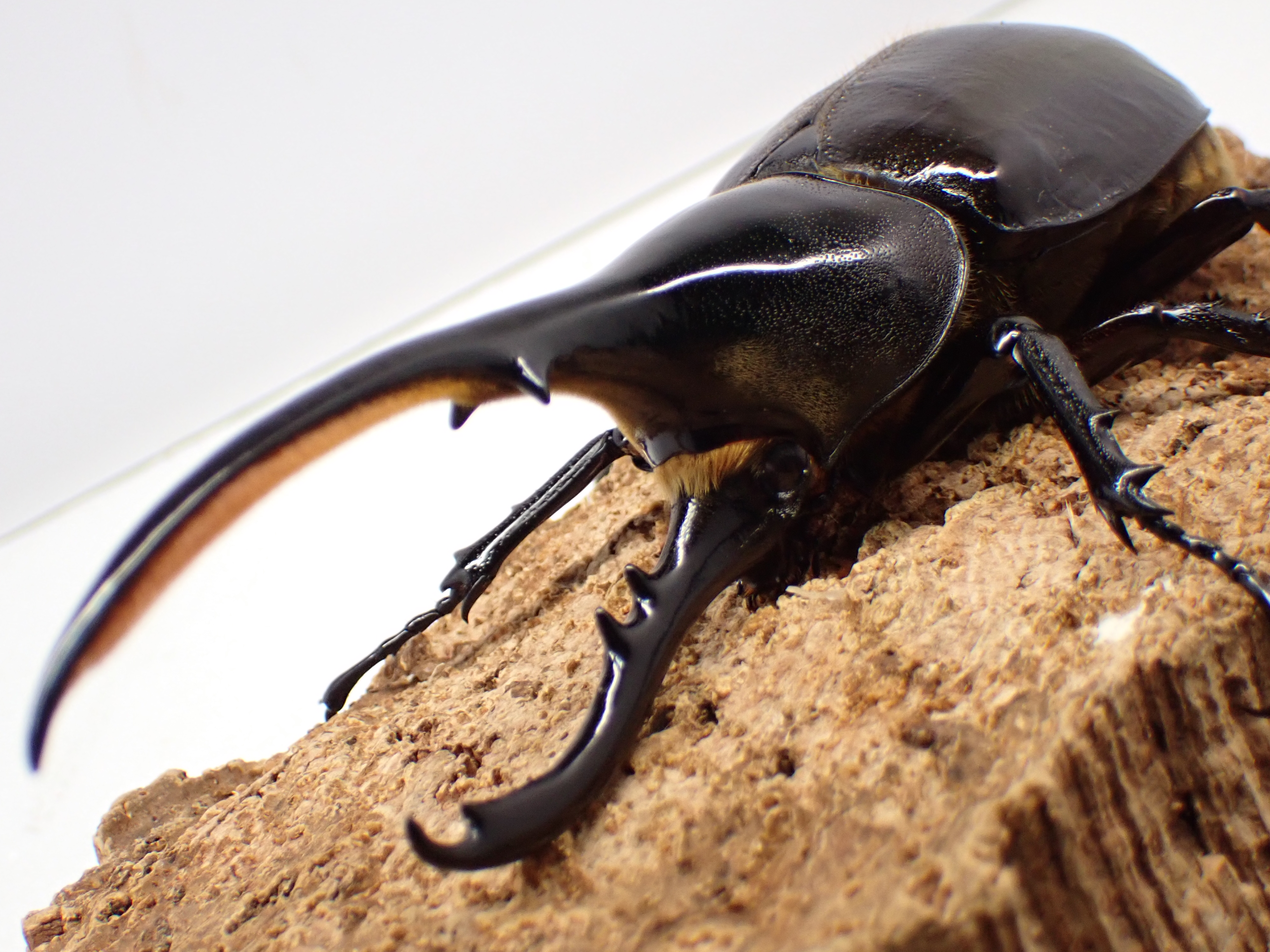 ヘラクレス・リッキー　ペア