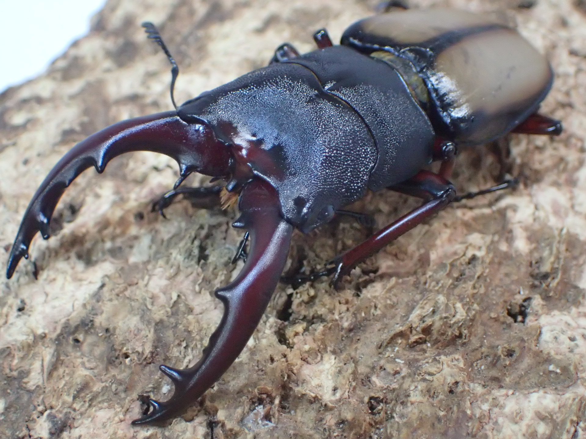 【WF1】ウムハンギノコギリクワガタ　ペア