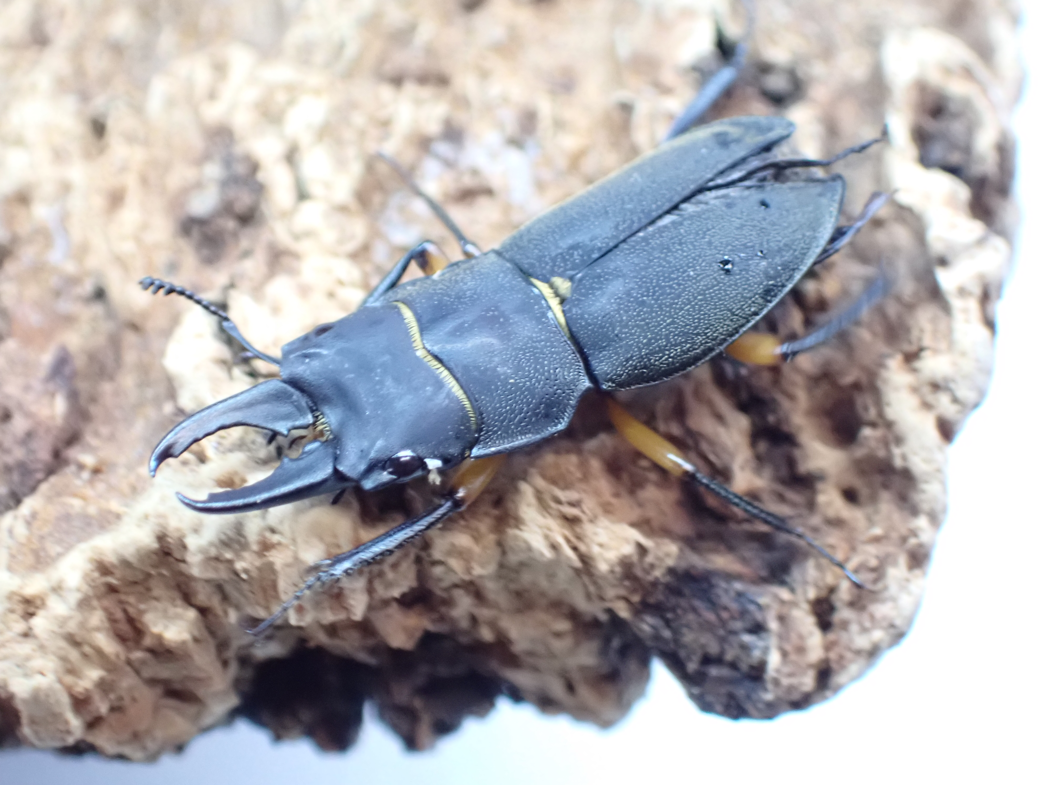 フェモラトゥスホソクワガタ　ペア