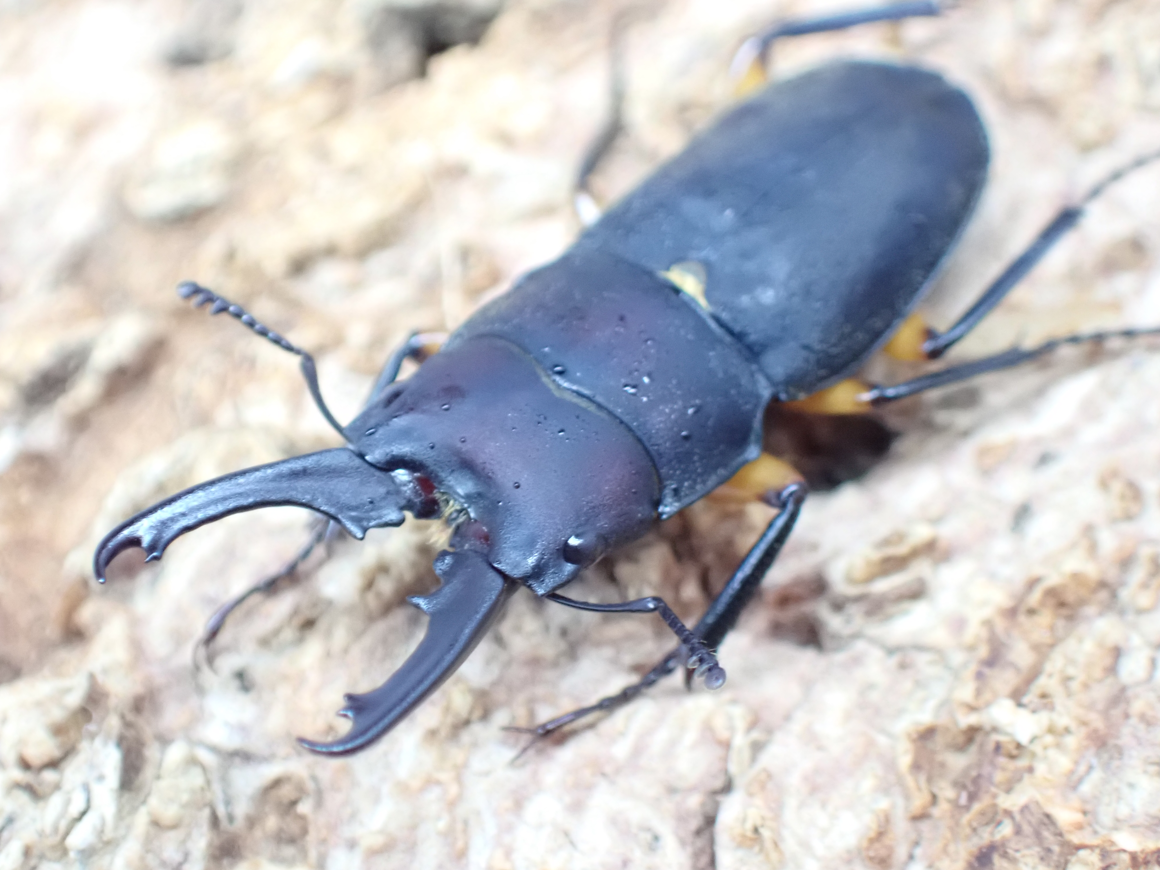 フェモラトゥスホソクワガタ　ペア