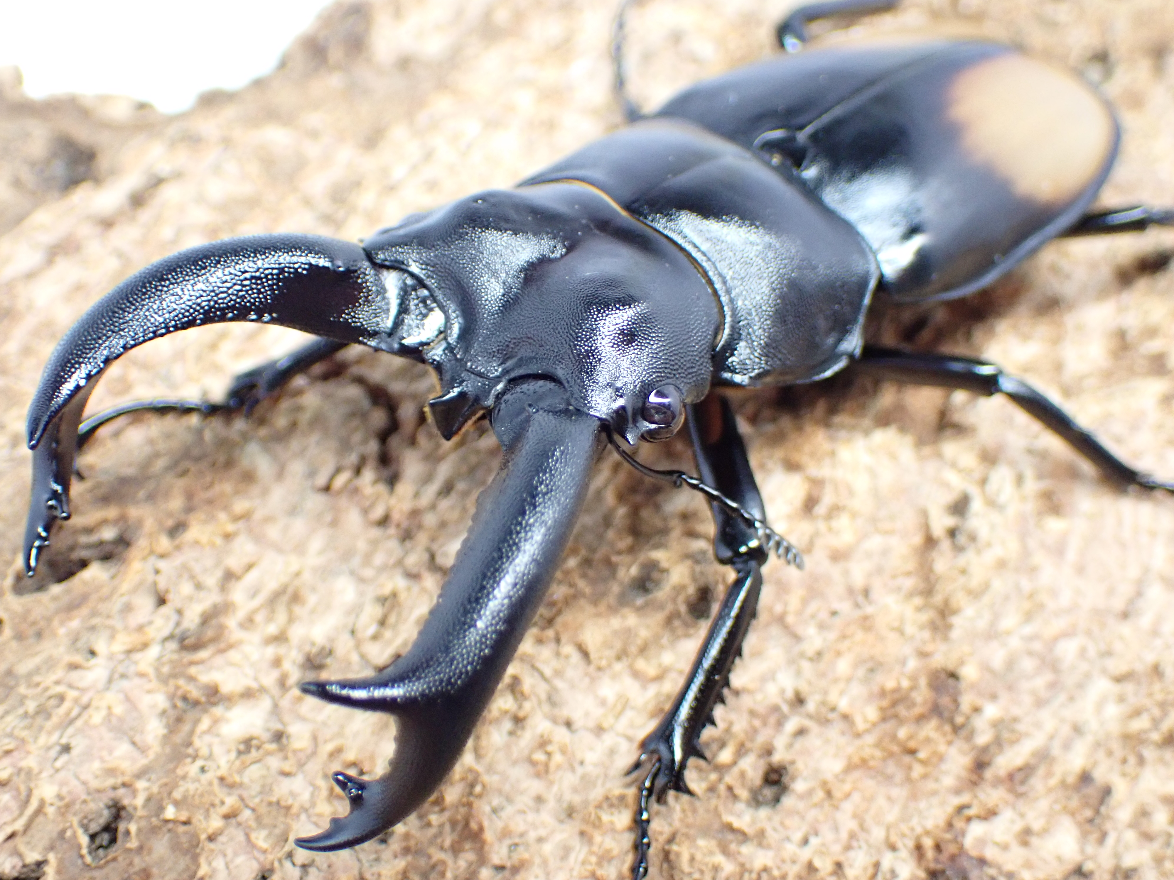 パリーフタマタクワガタ(ディロレイ)　ペア