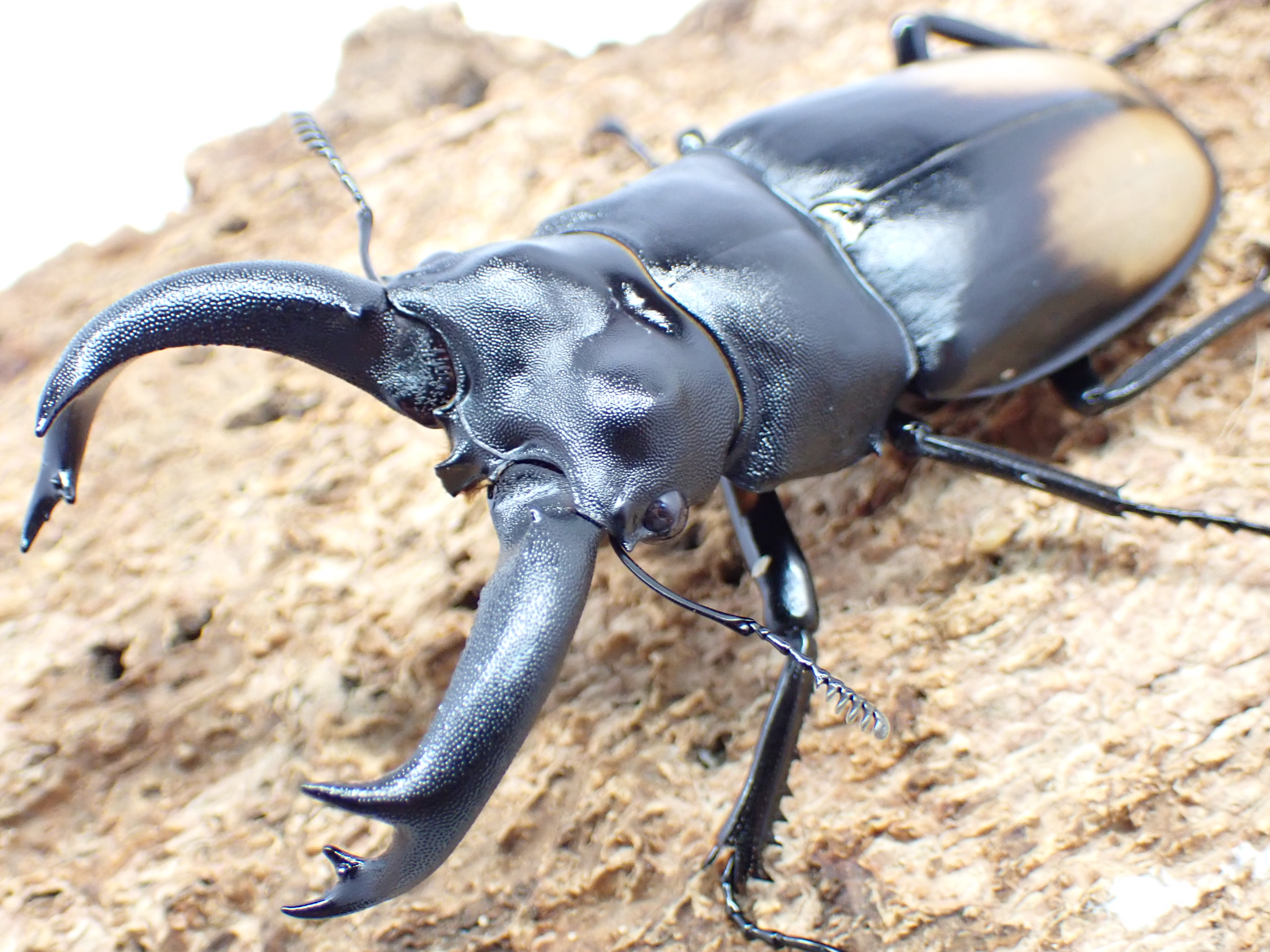 パリーフタマタクワガタ(ディロレイ)　ペア