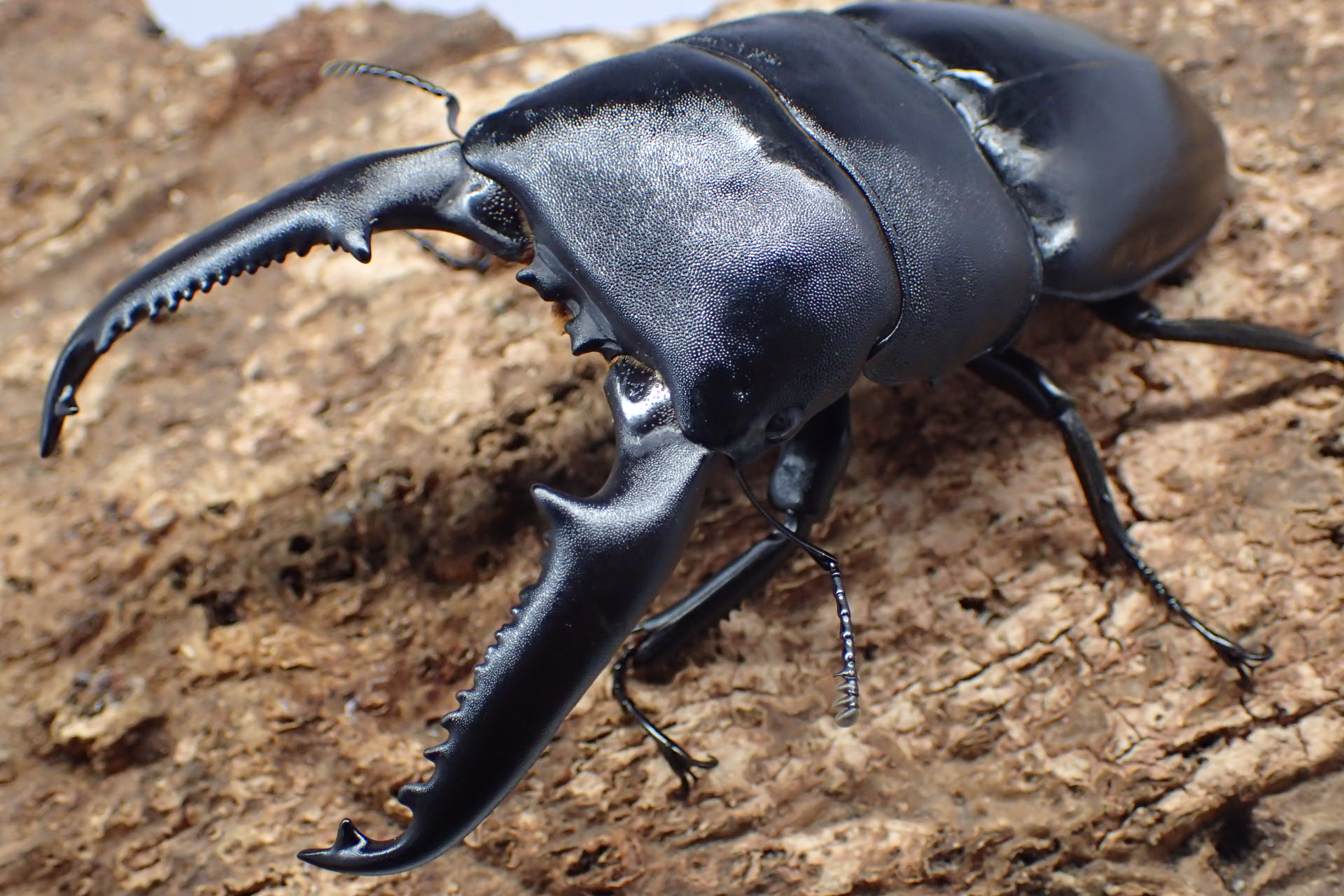 パラワンオオヒラタクワガタ　ペア