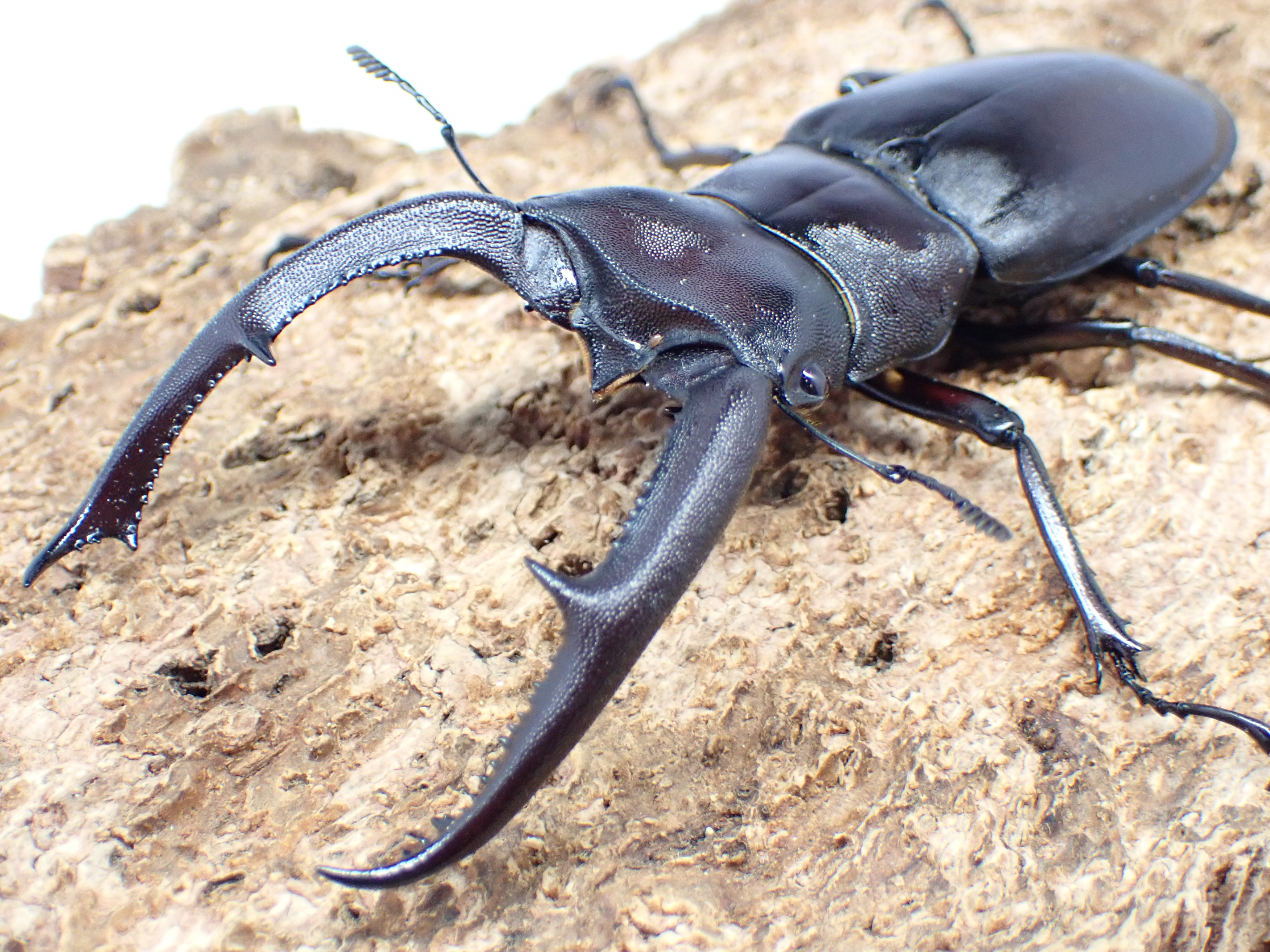 むしやどんぐり / マンディブラリスフタマタクワガタ(sumatranus)