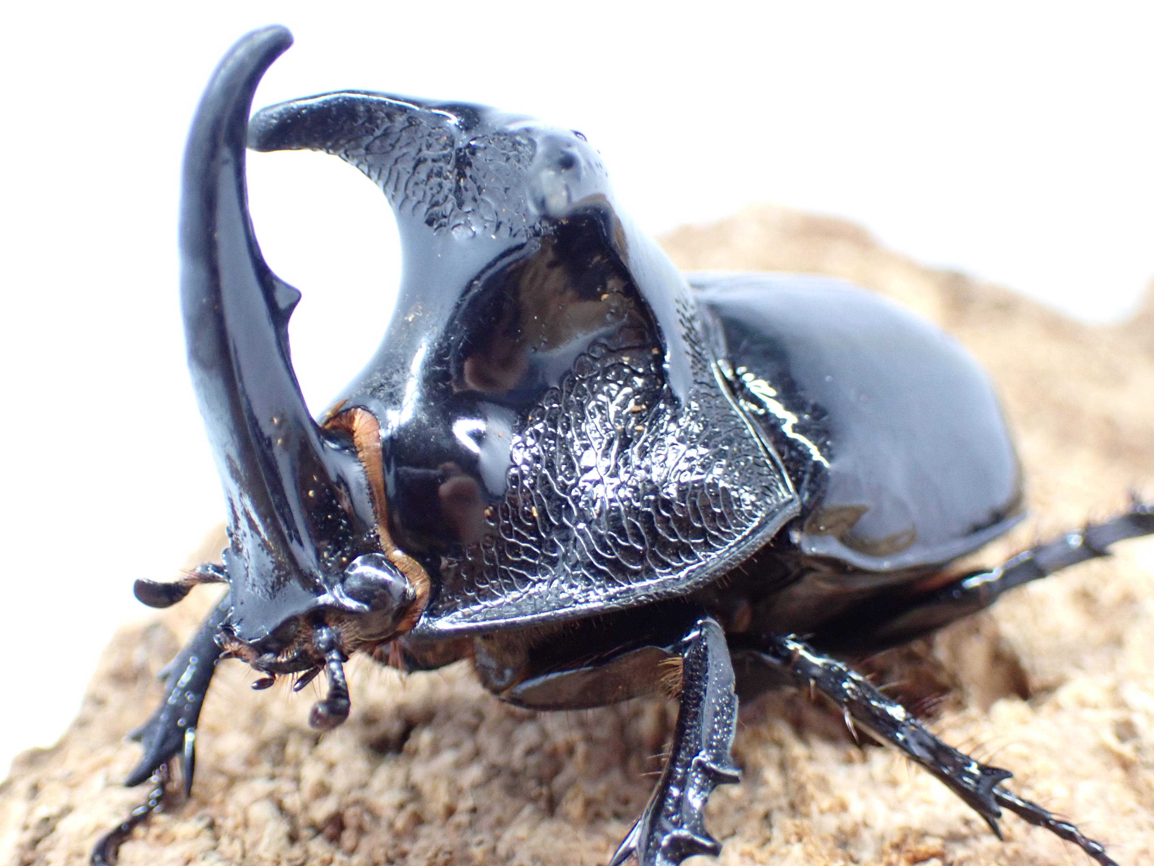むしやどんぐり / 外国産カブト成虫