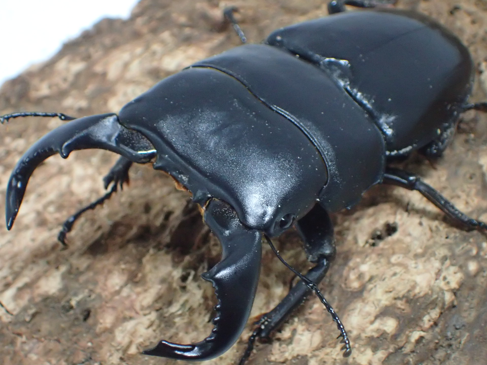 【WF1】ダイオウヒラタクワガタ幼虫　3頭セット