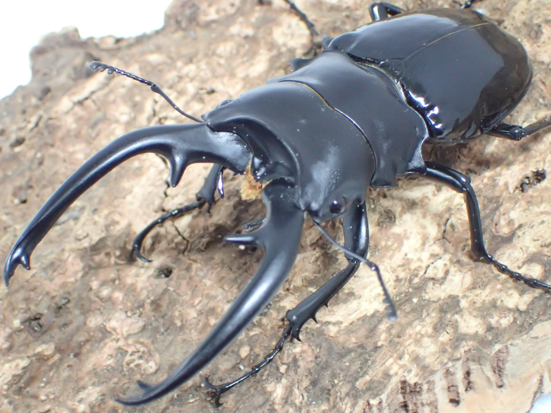 【WF1】インターメディアツヤクワガタ幼虫　3頭セット