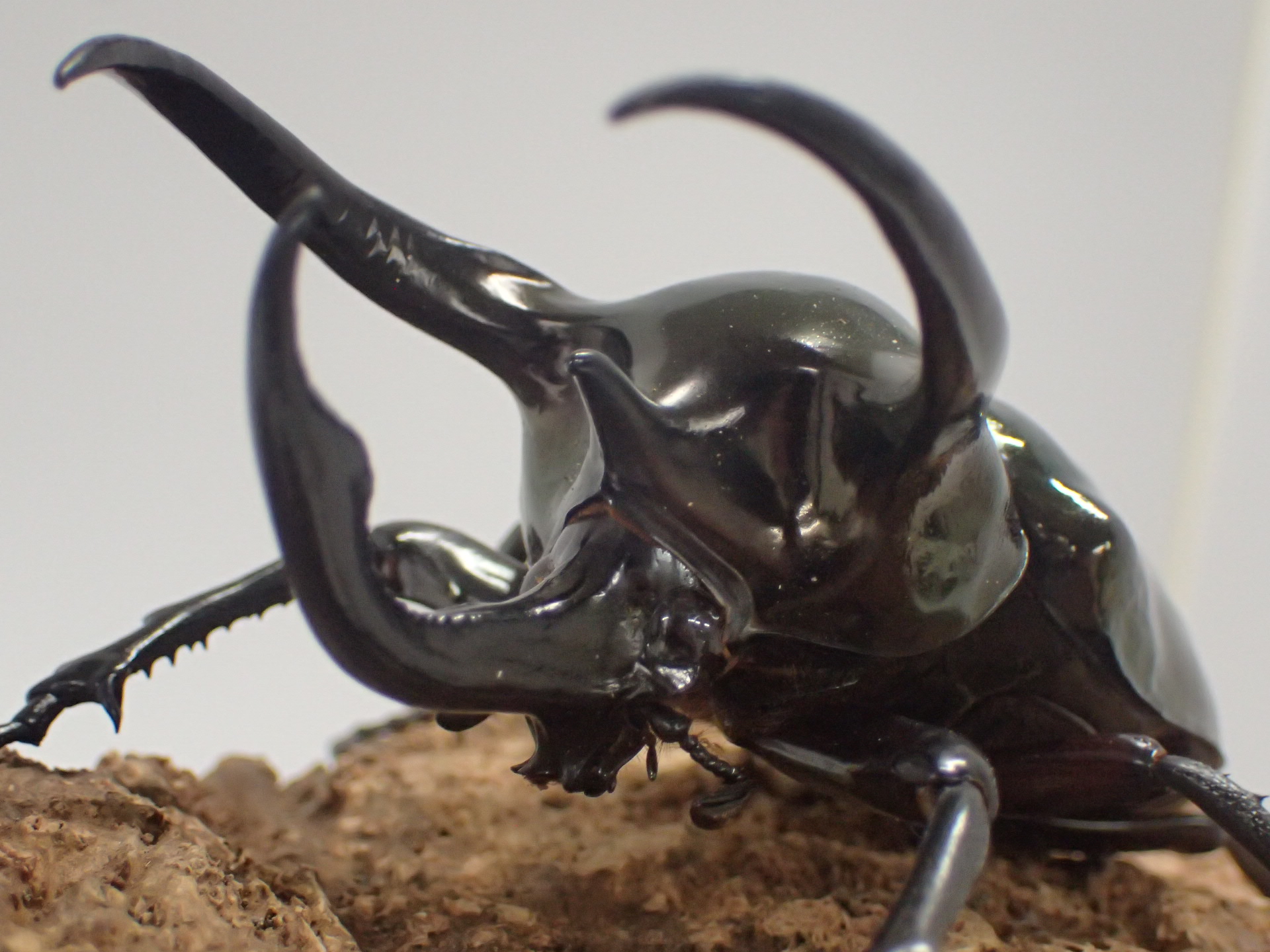 【WF1】ミンダナオアトラスオオカブト幼虫　3頭セット