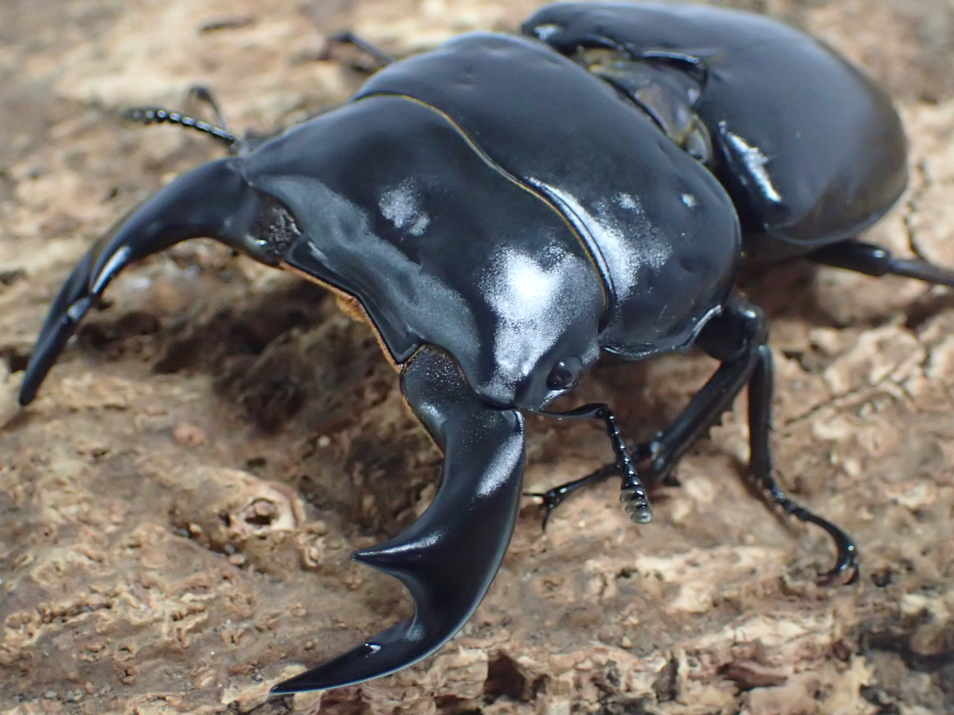 ネパールアンタエウスオオクワガタ幼虫
