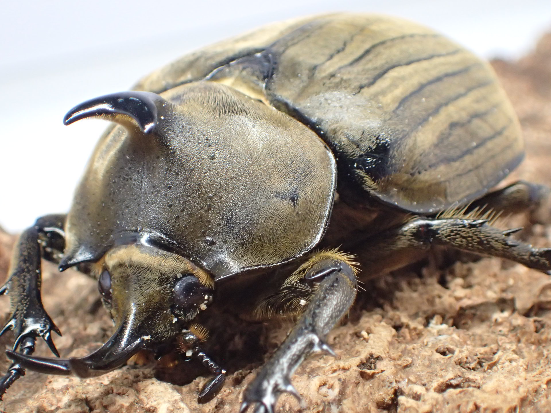 アヌビスゾウカブト　ペア