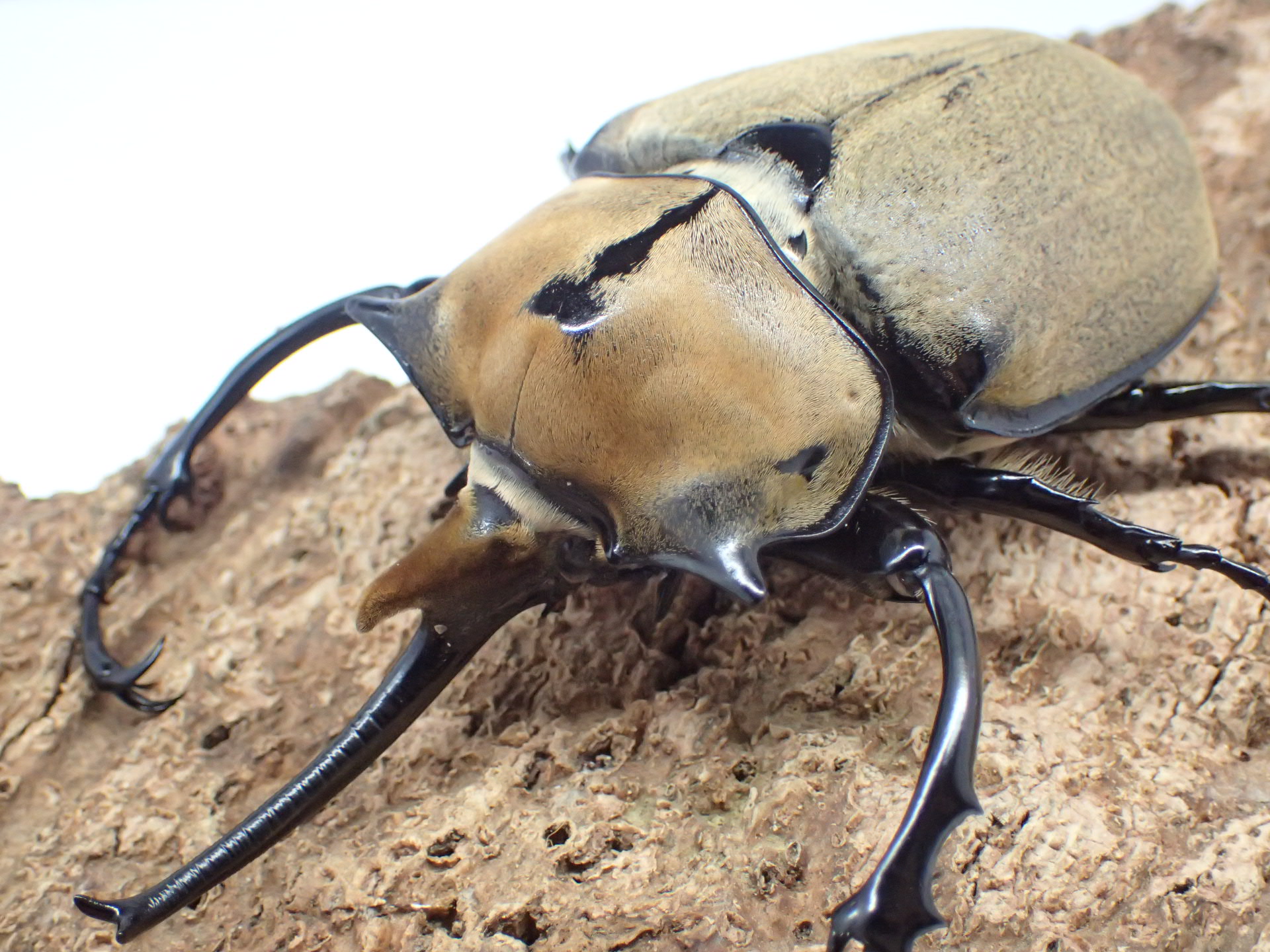 オキシデンタレゾウカブト幼虫　3頭セット