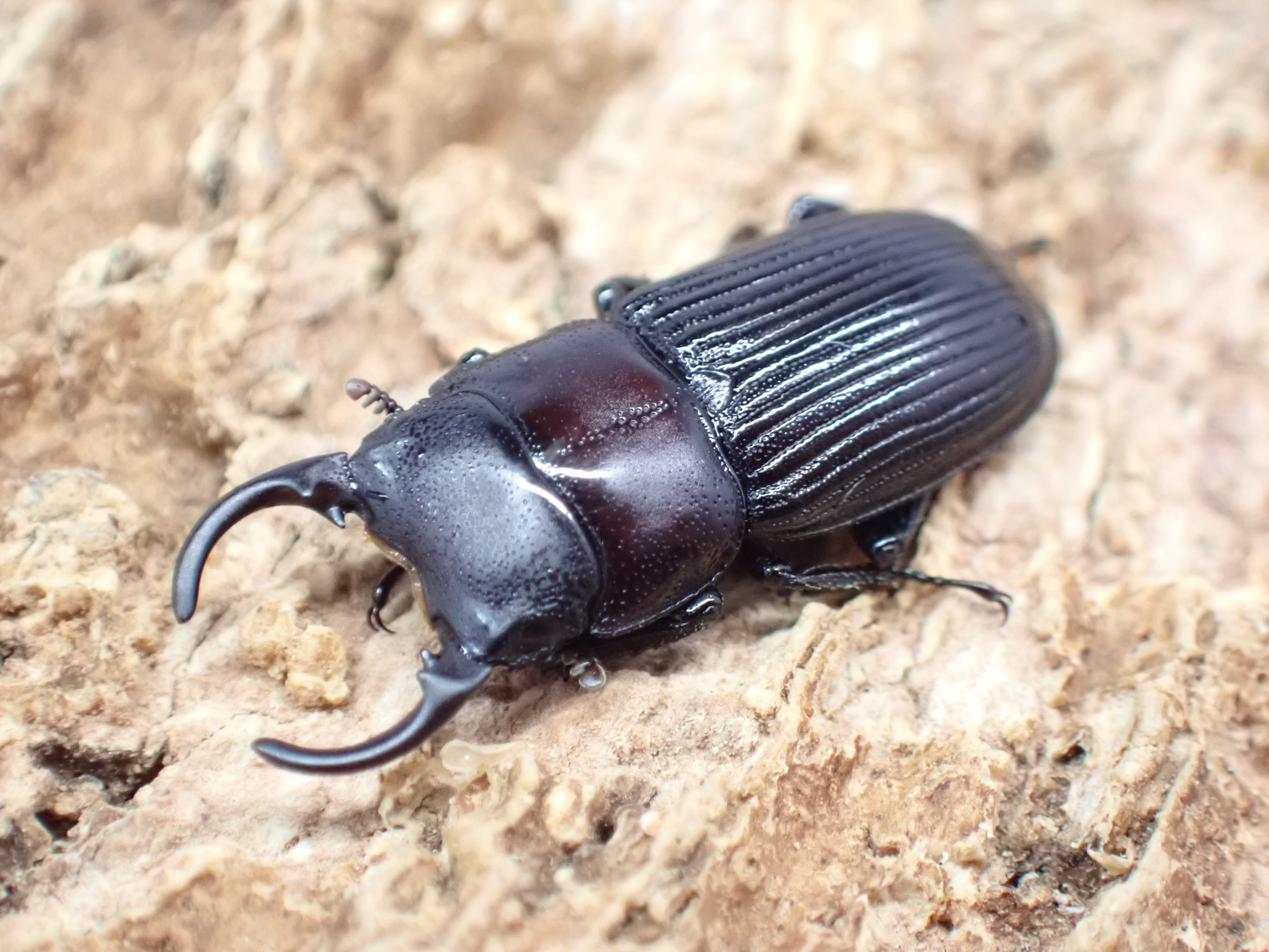 ナカノシマネブトクワガタ　ペア
