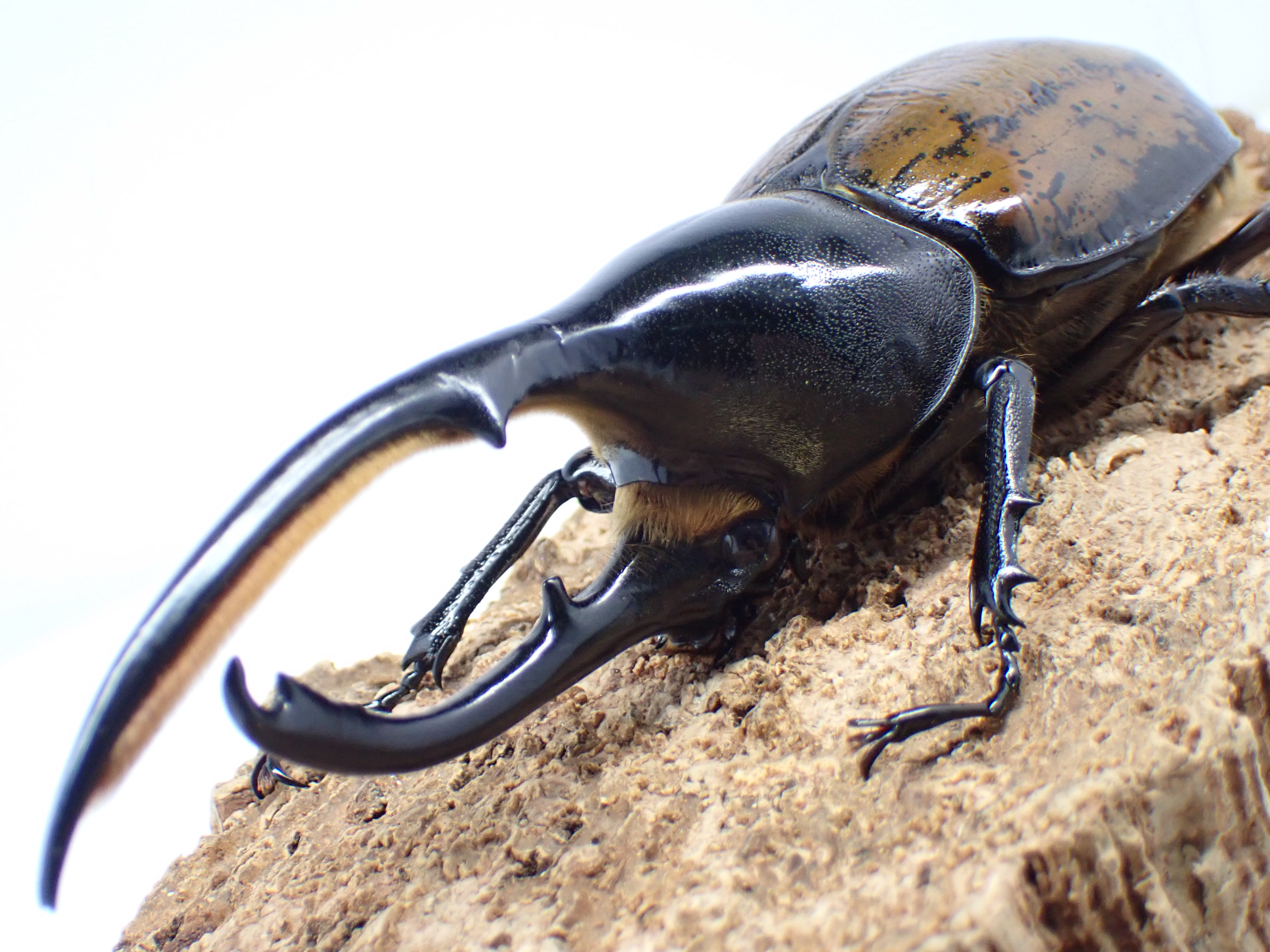 むしやどんぐり / 外国産カブト成虫
