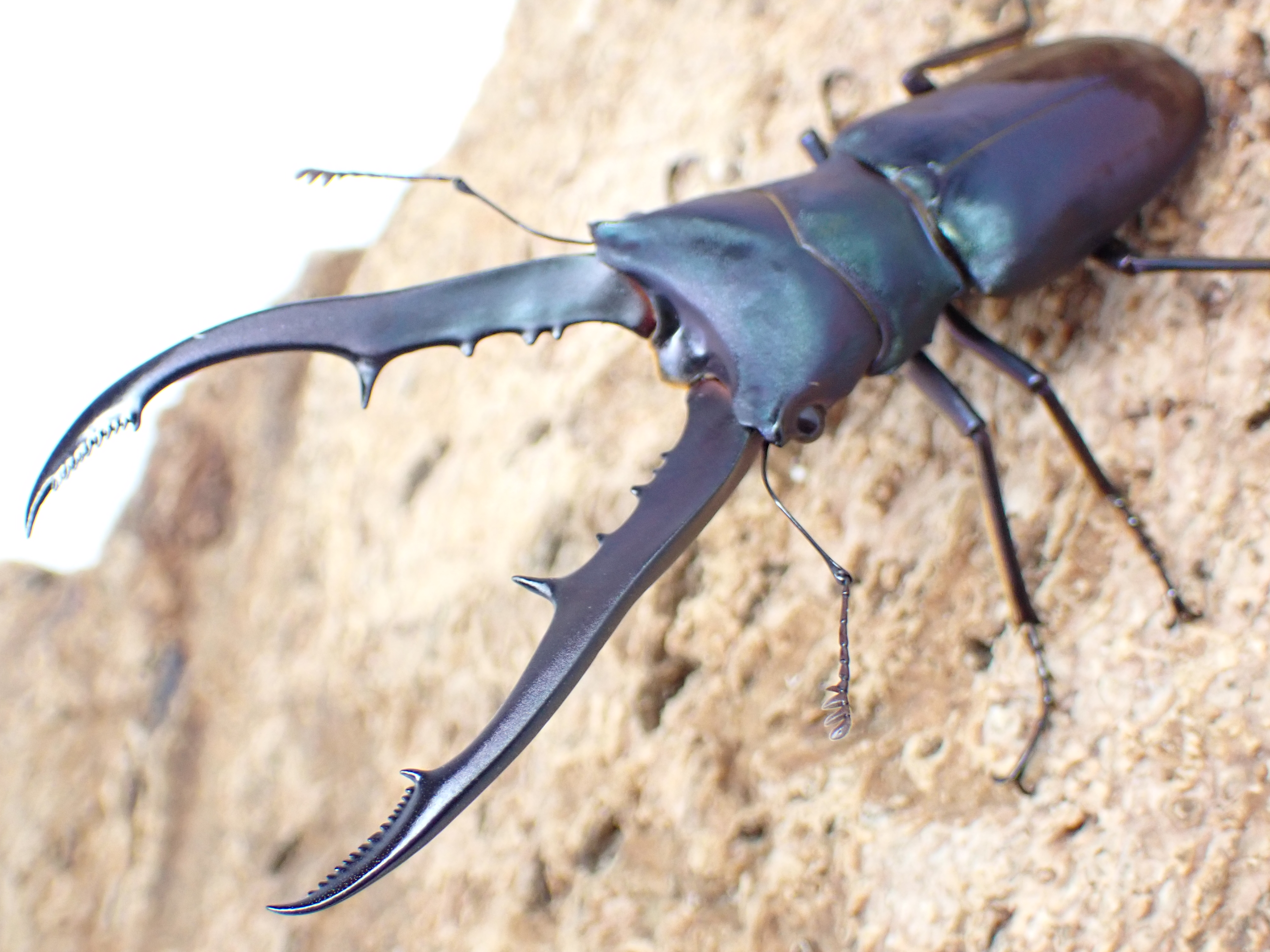 メタリフェルホソアカクワガタ(finae)(特殊カラー)　ペア