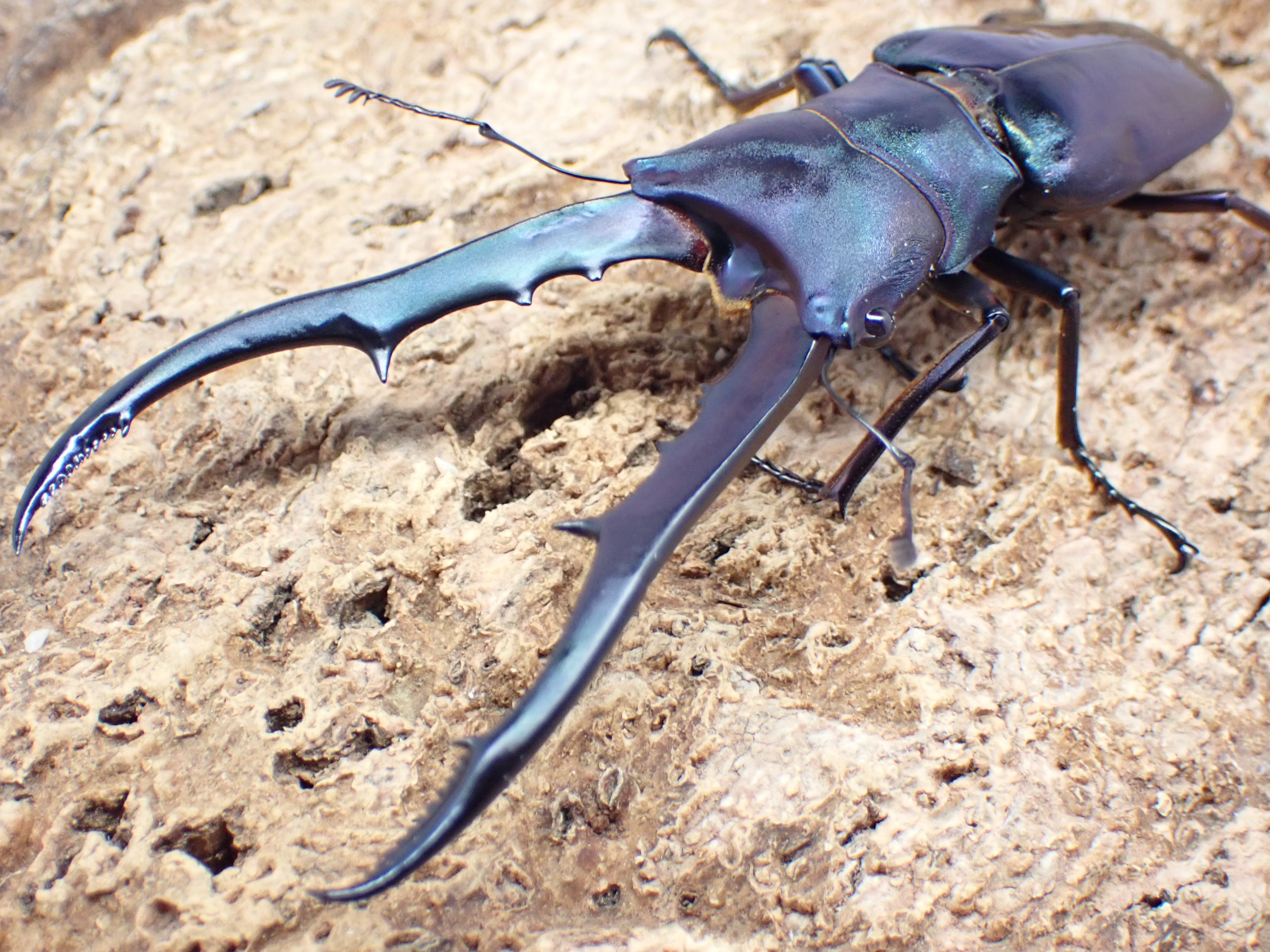 メタリフェルホソアカクワガタ(finae)(特殊カラー)　ペア