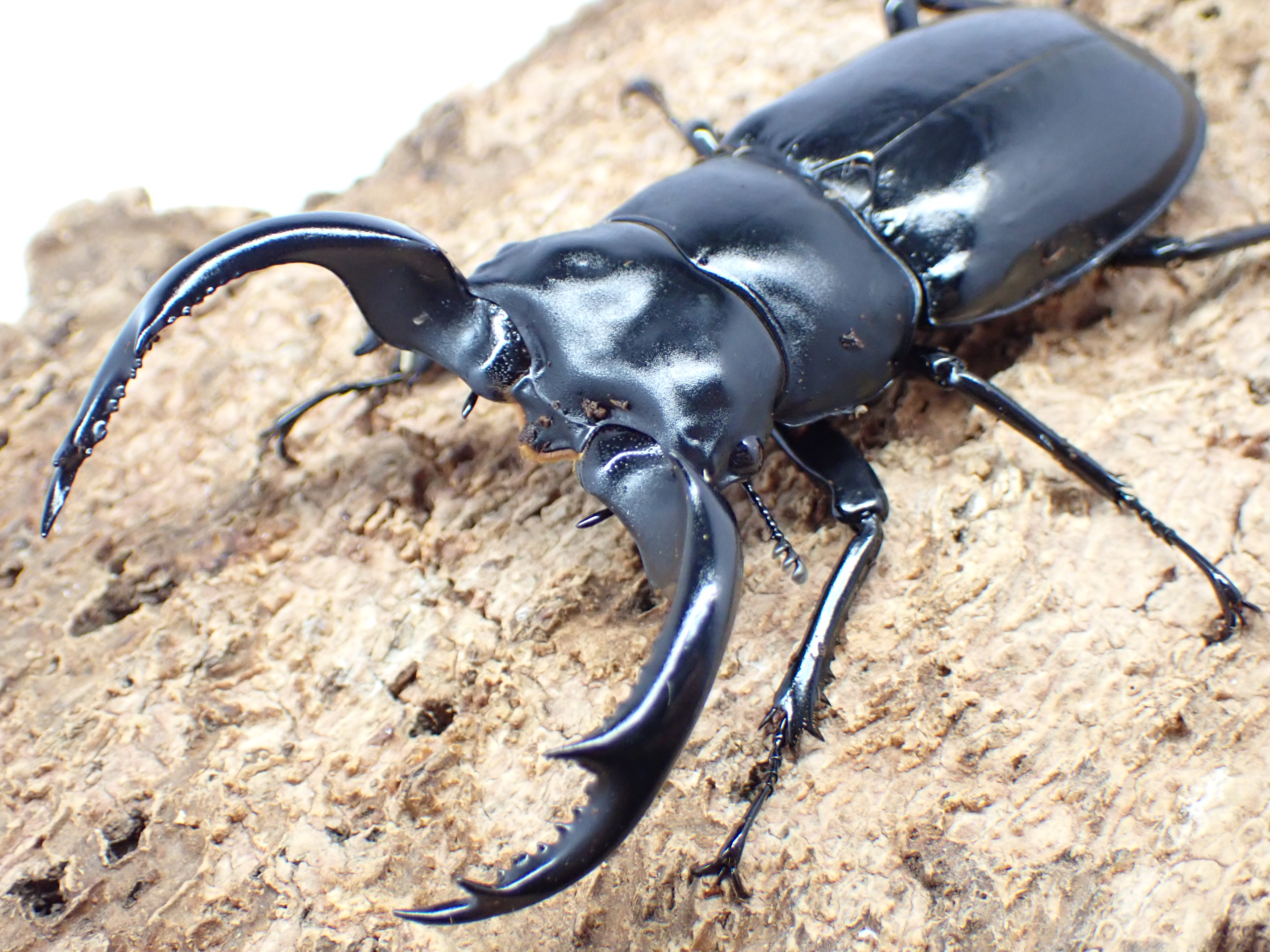 超特大野外品　ウエストウッディシカクワガタ89ミリ むしやどんぐり / ウエストウッディオオシカクワガタ