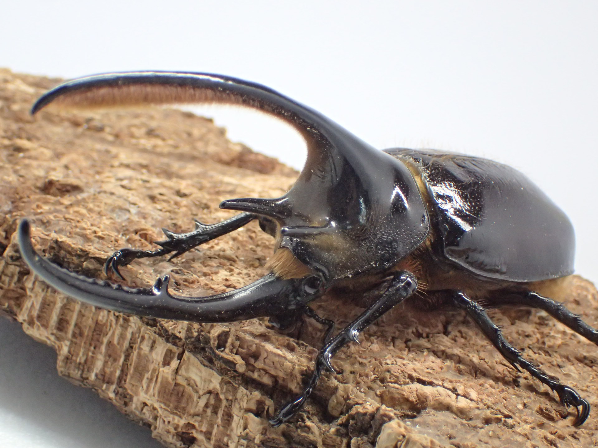 ネプチューンオオカブト幼虫