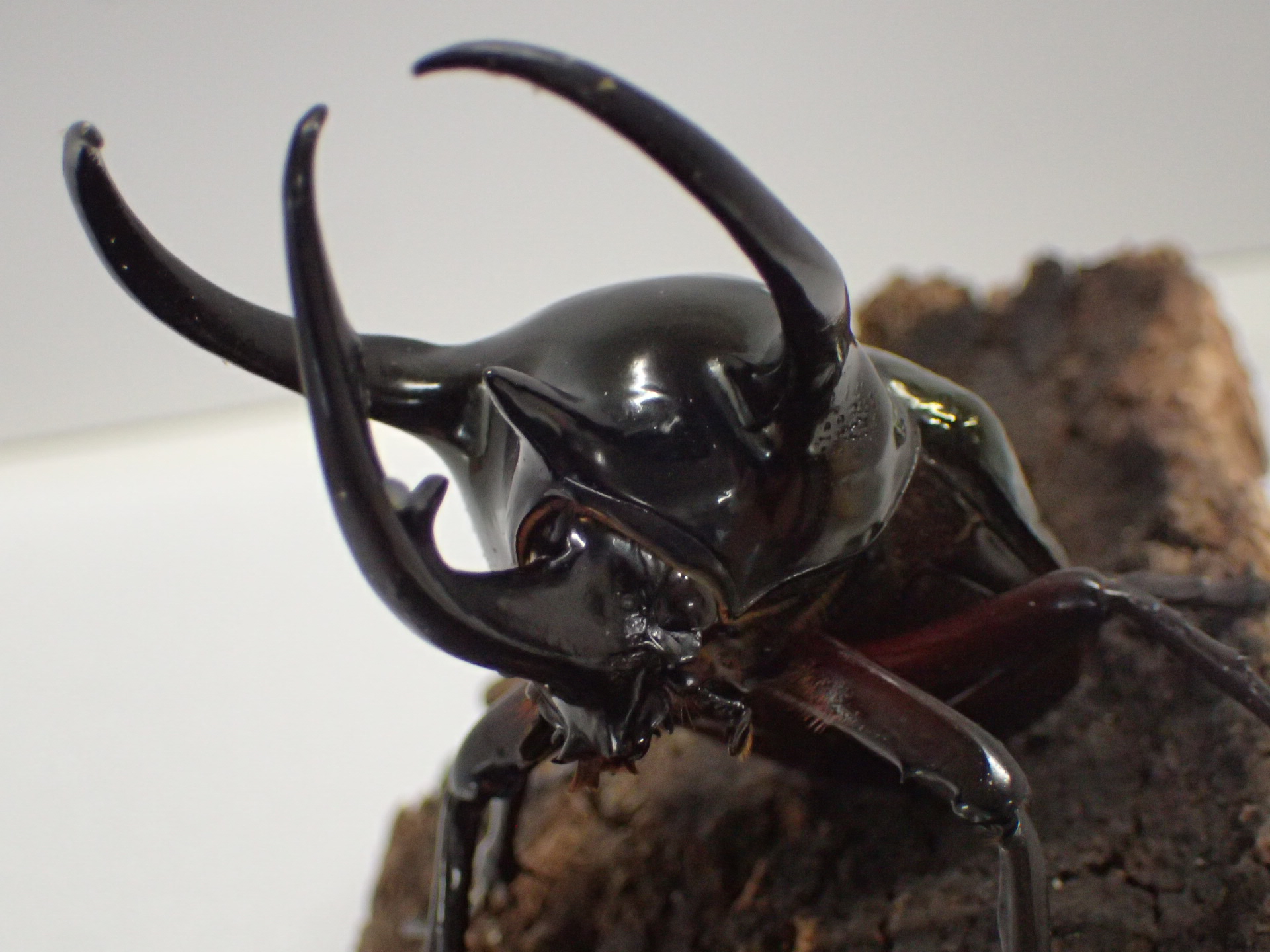 むしやどんぐり / 外国産カブト成虫