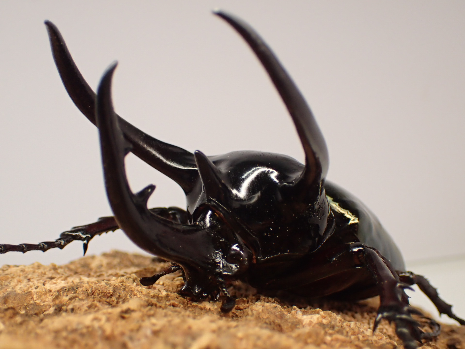 むしやどんぐり / 外国産カブト成虫