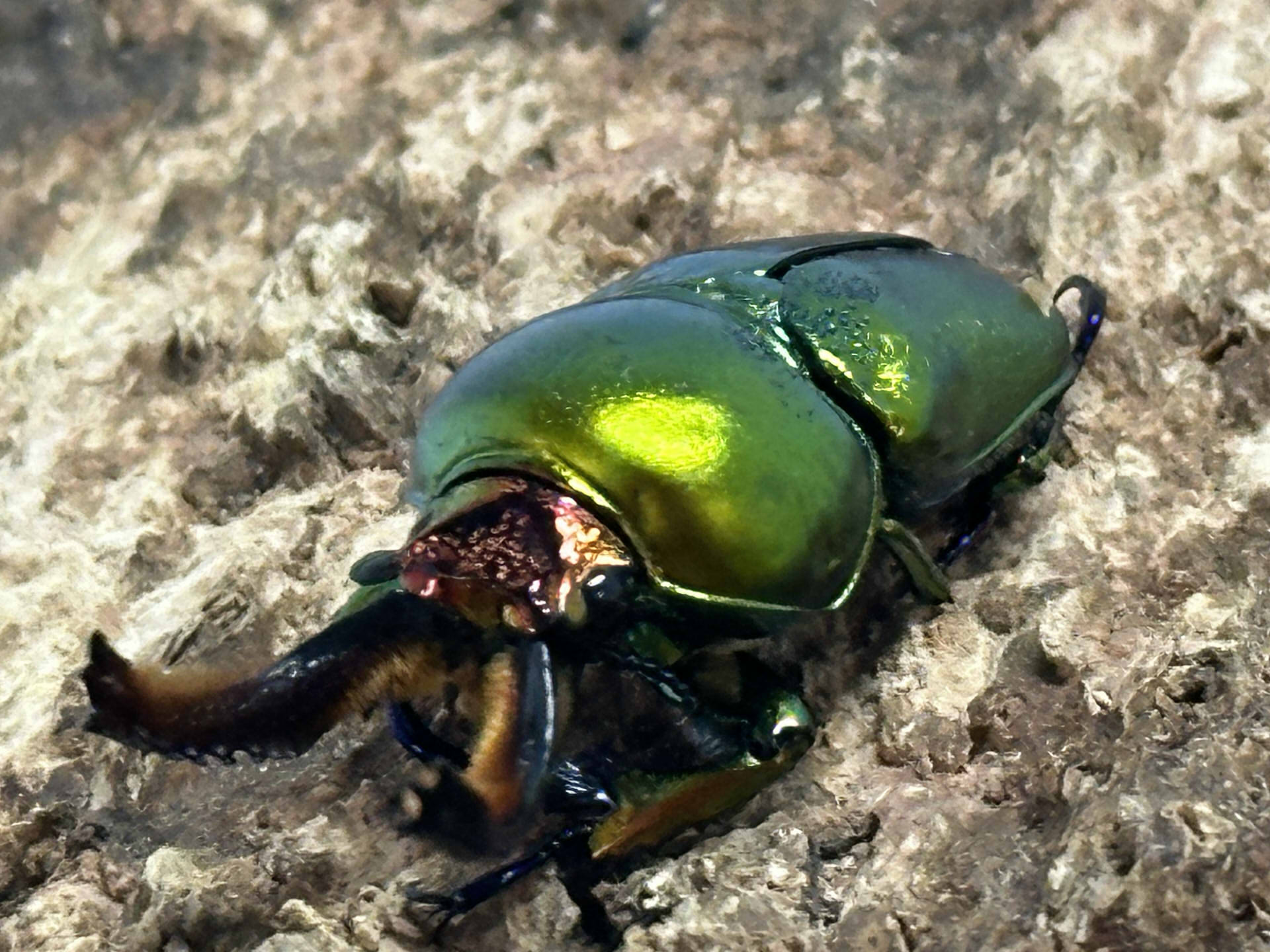 ラトレイユキンイロクワガタ(♀ブルー)幼虫