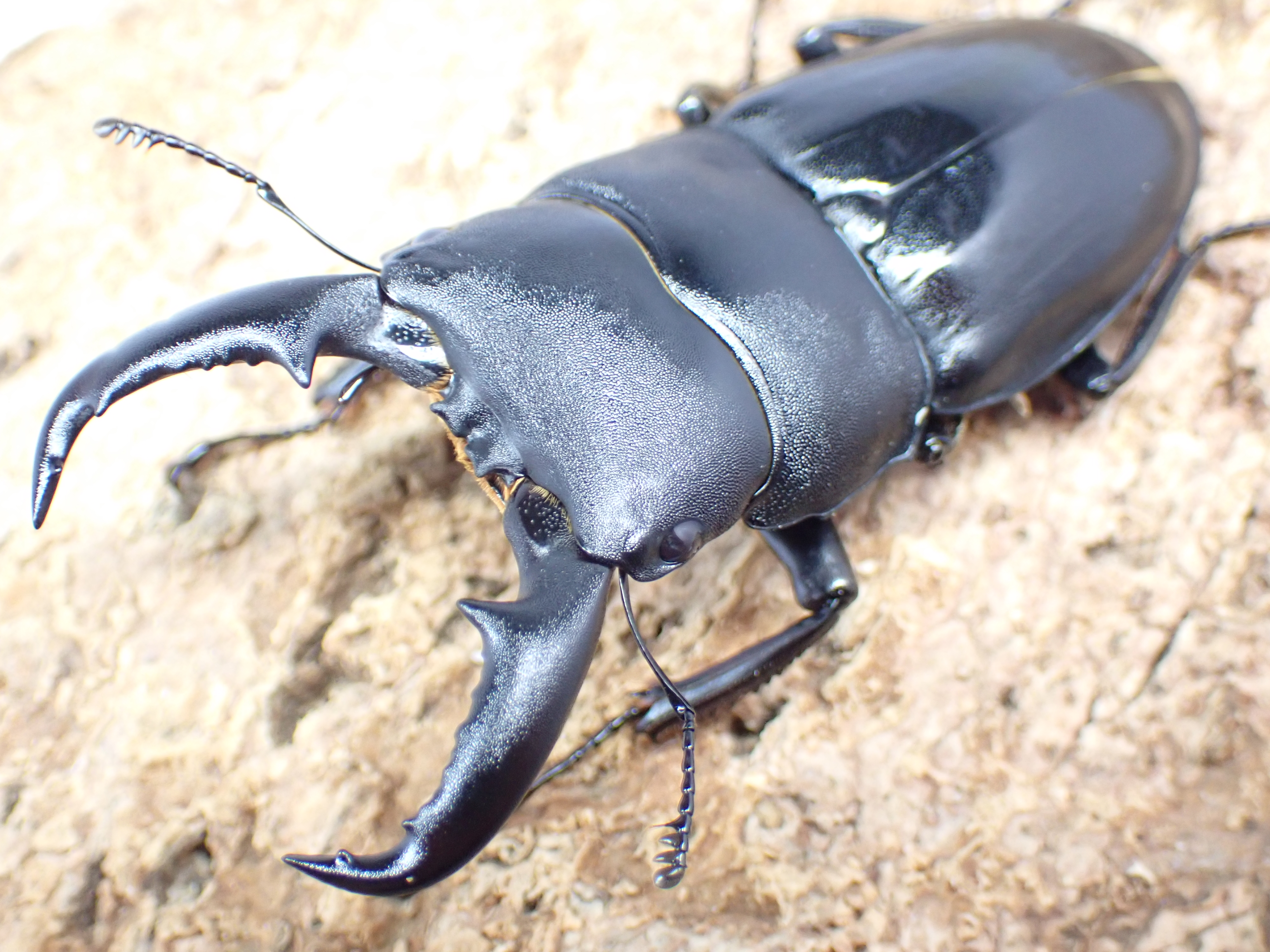 タカラヒラタクワガタ　ペア