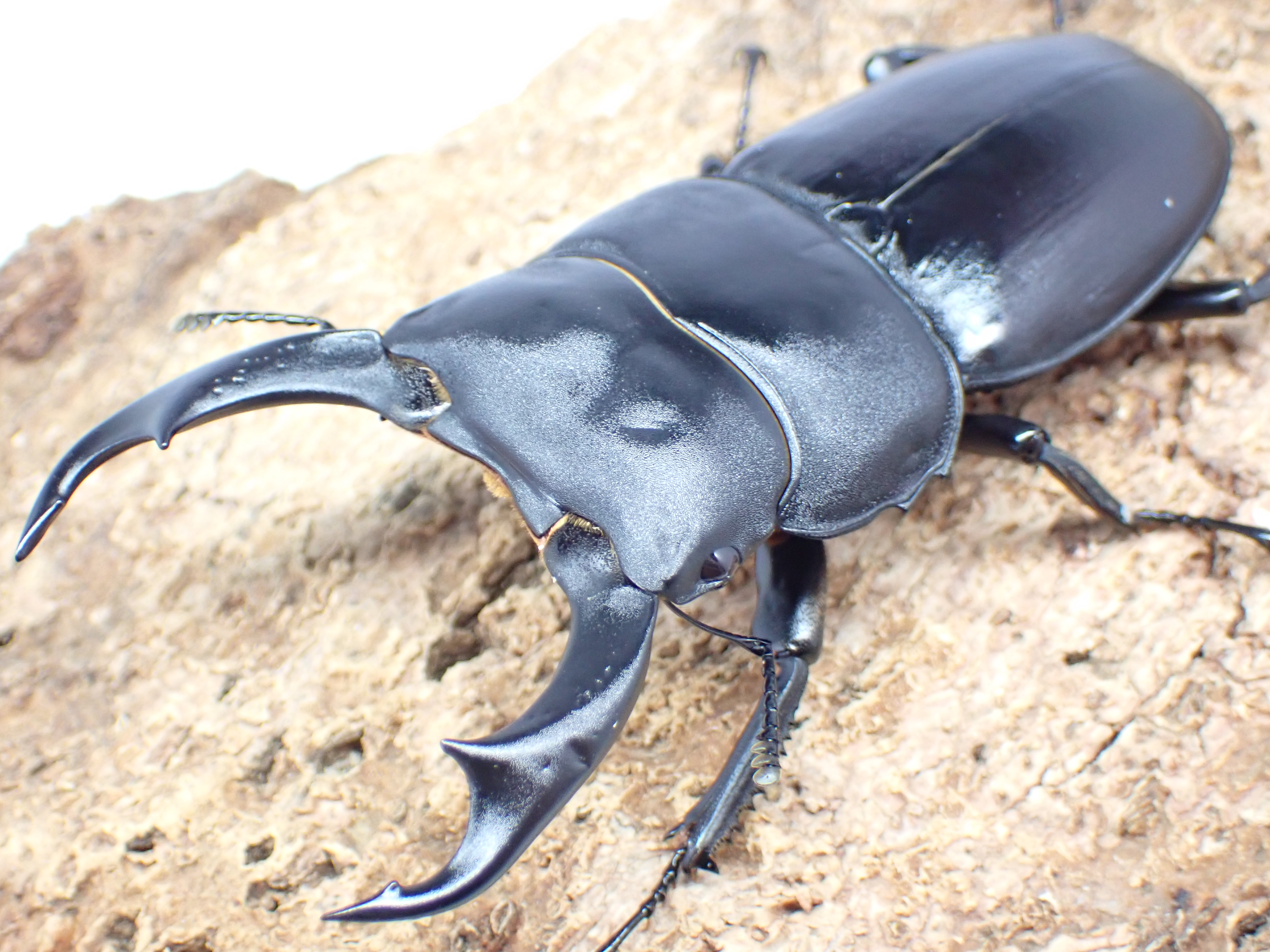 シェンクリングオオクワガタ　ペア