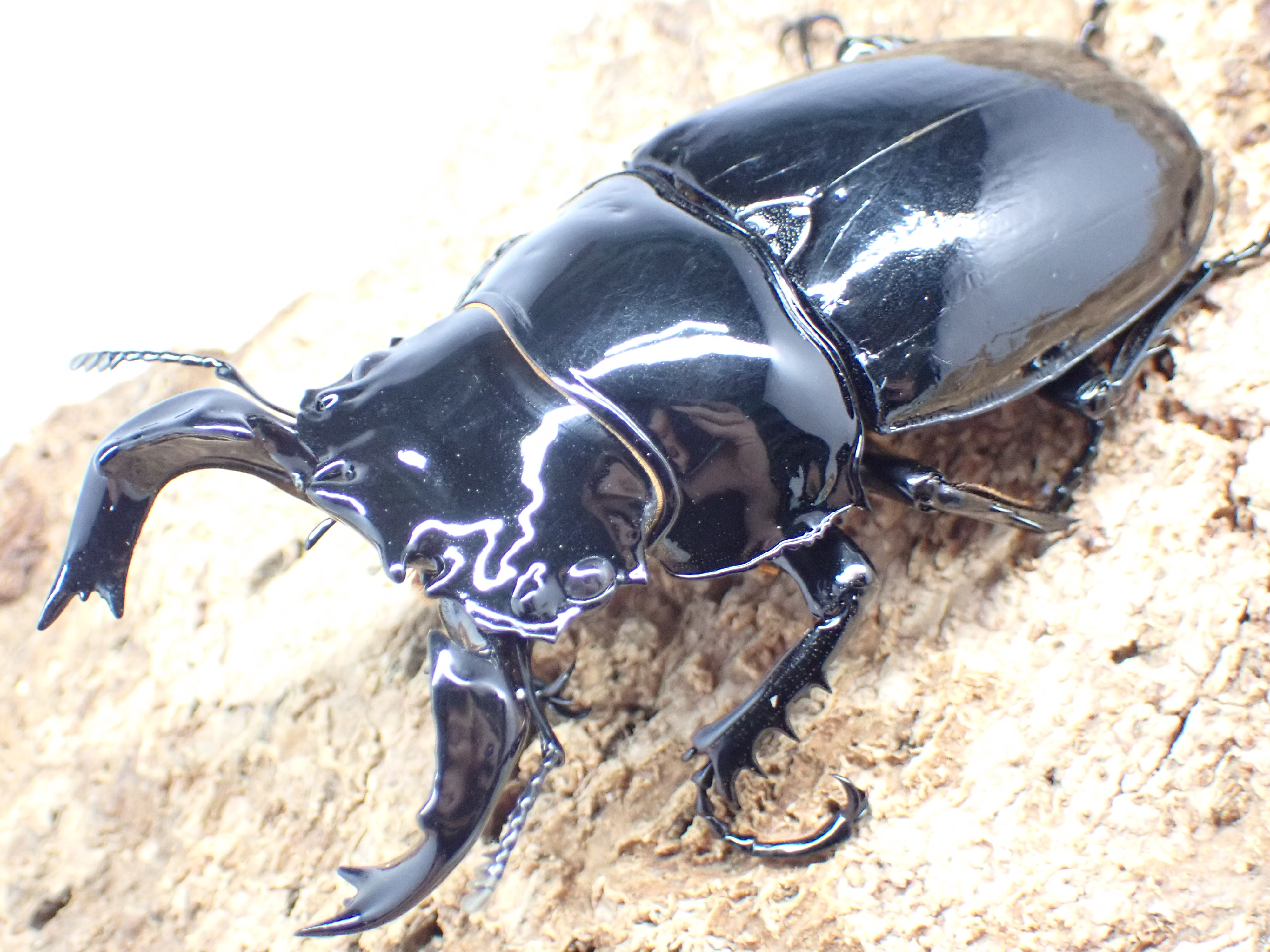 タランドゥスオオツヤクワガタ　ペア