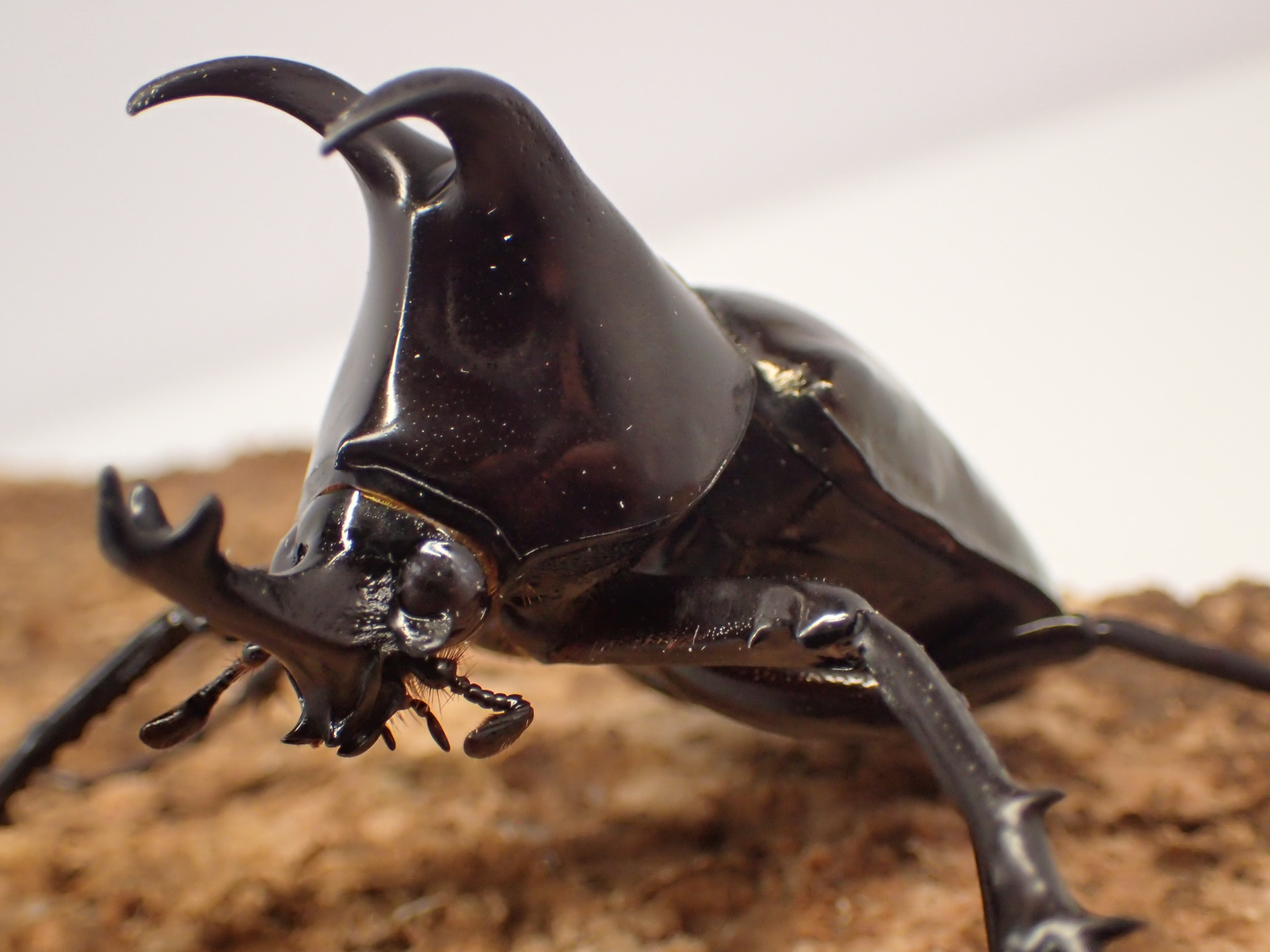 【WF1】【ボルネオ産】モーレンカンプオオカブト幼虫　3頭セット