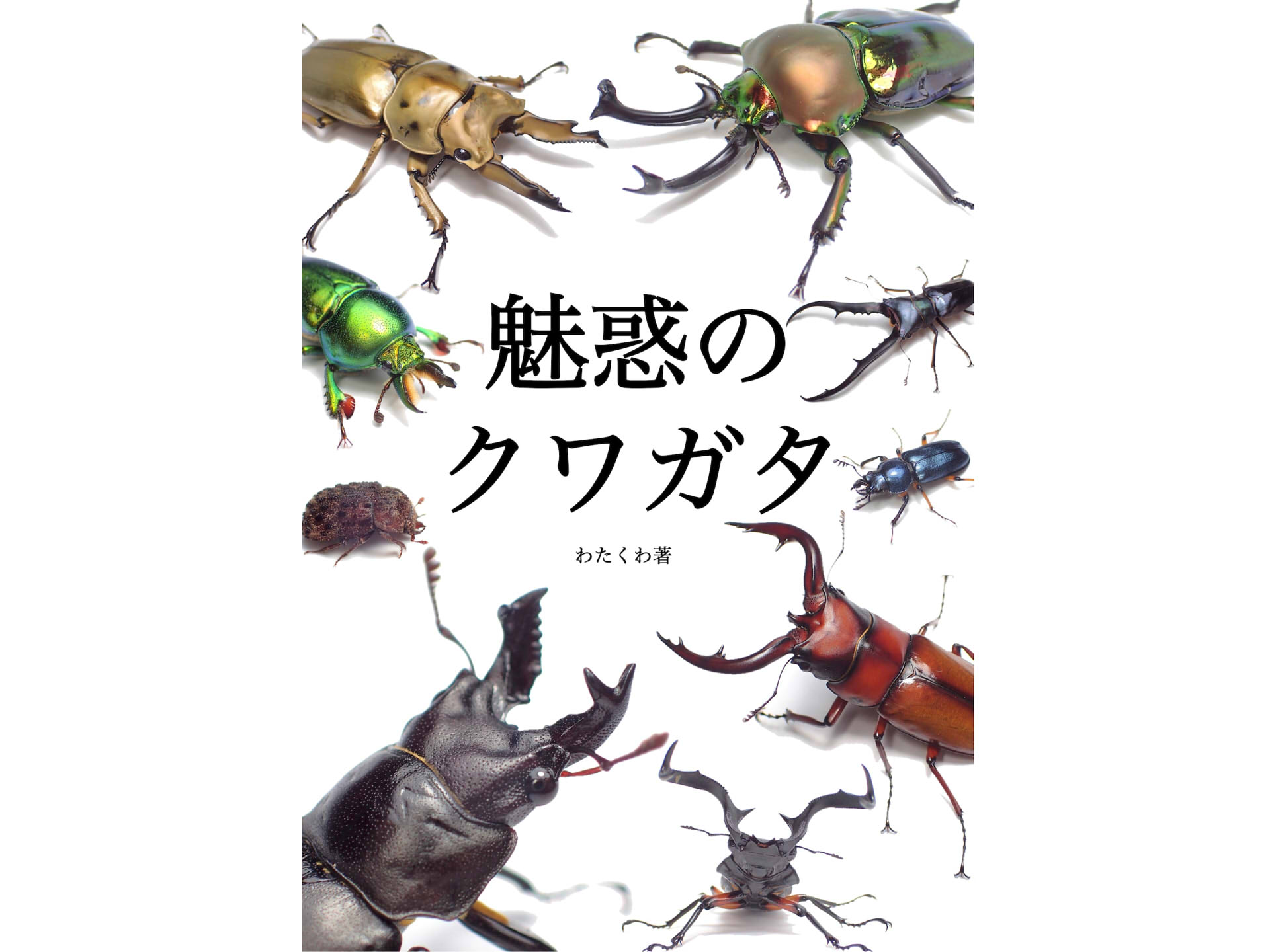 魅惑のクワガタ