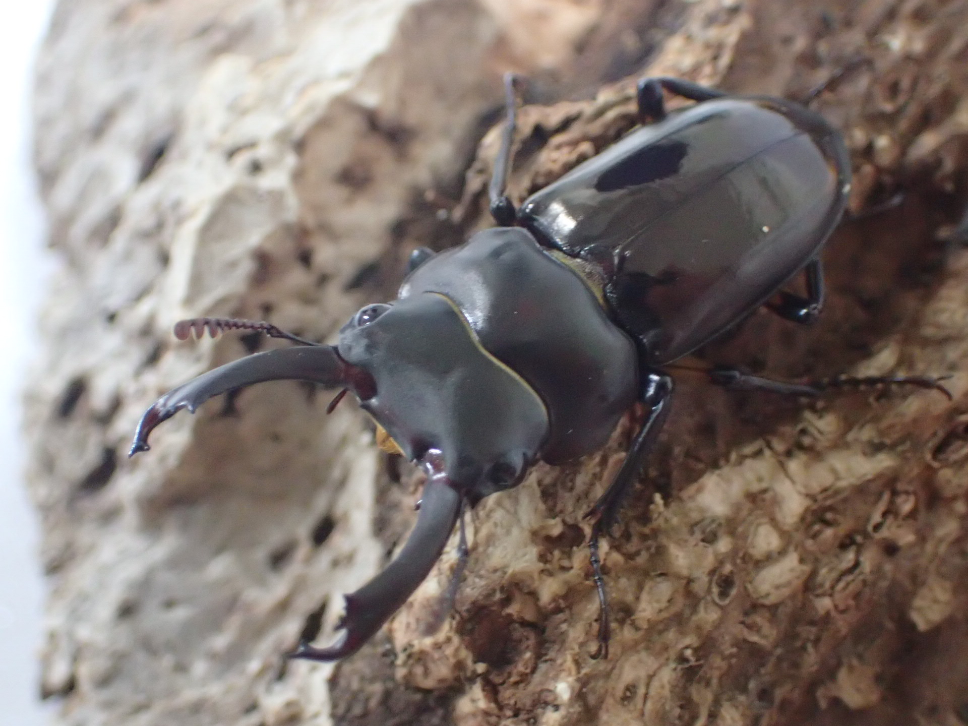 ヒマラヤコクワガタ幼虫　3頭セット