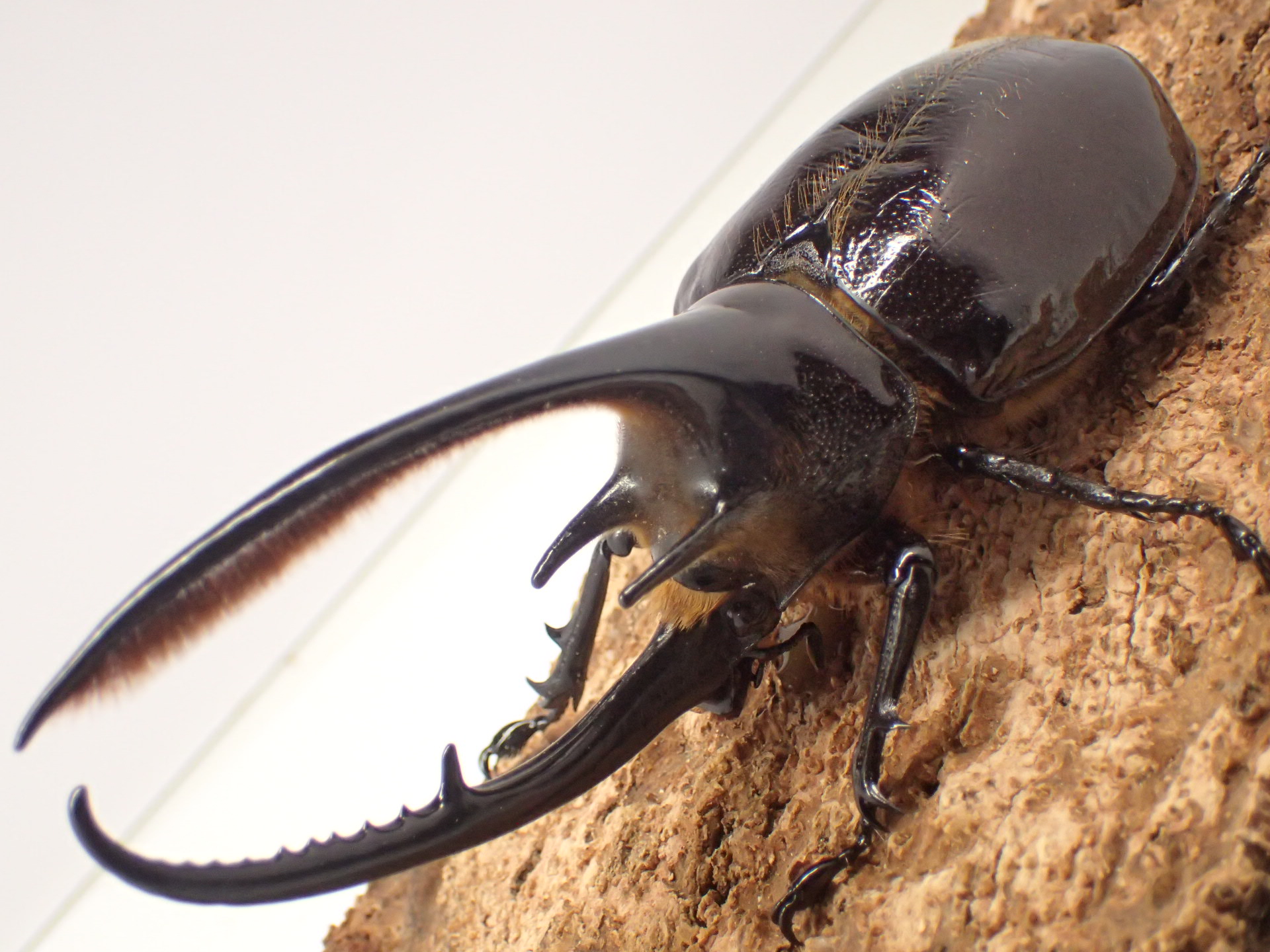 ネプチューンオオカブト(オス単品)