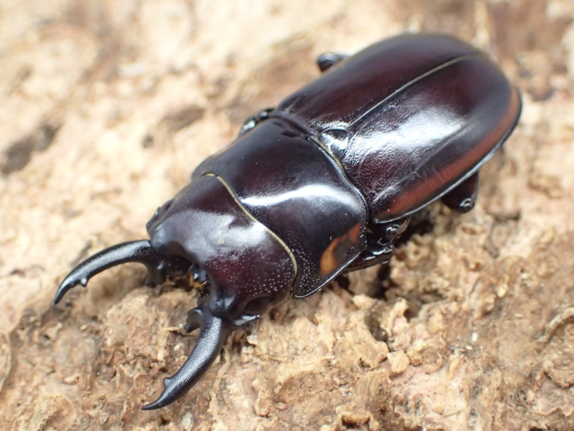 トレスノコギリクワガタ(flavoguttatus)　ペア