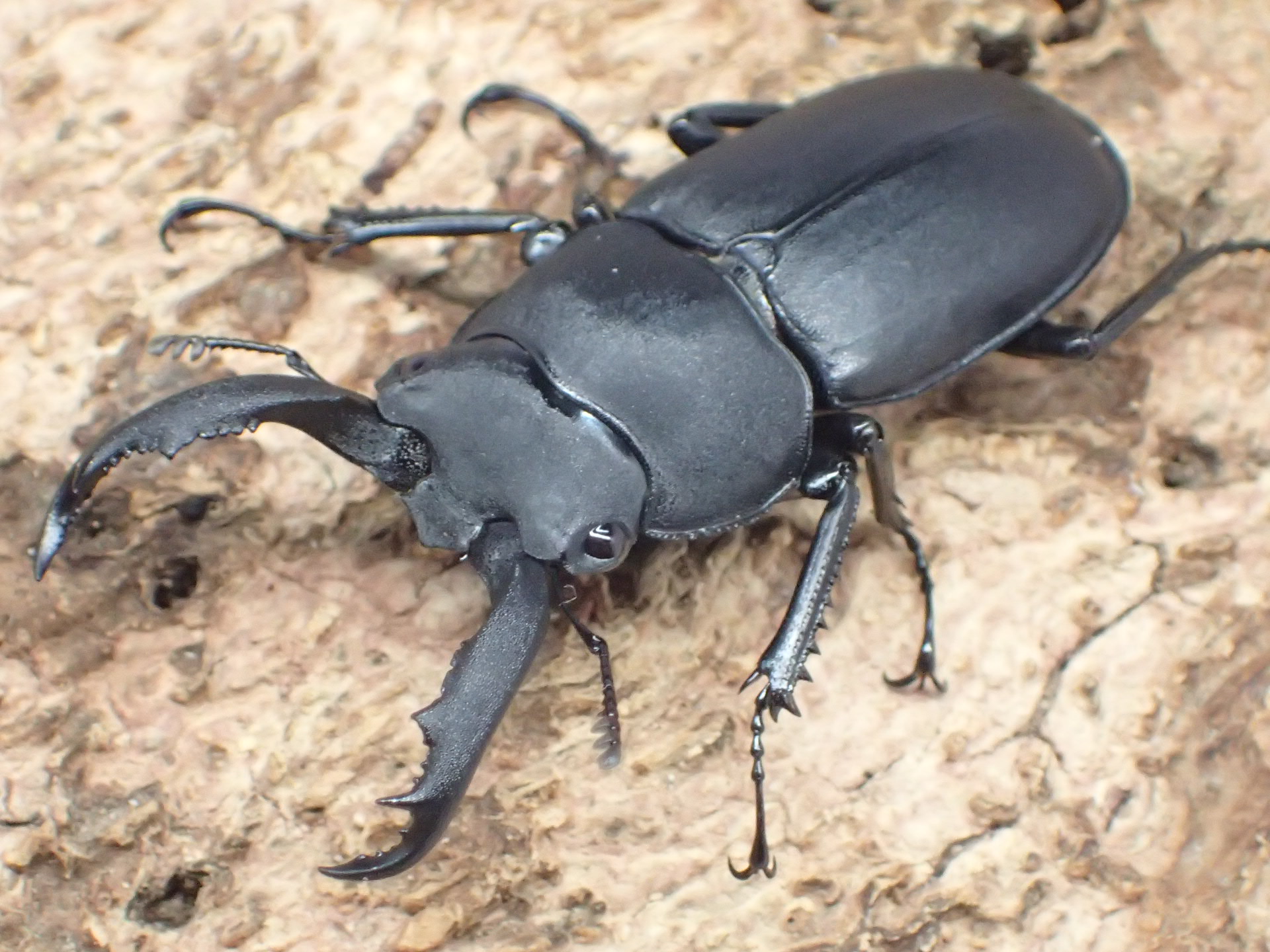 アマミシカクワガタ　ペア