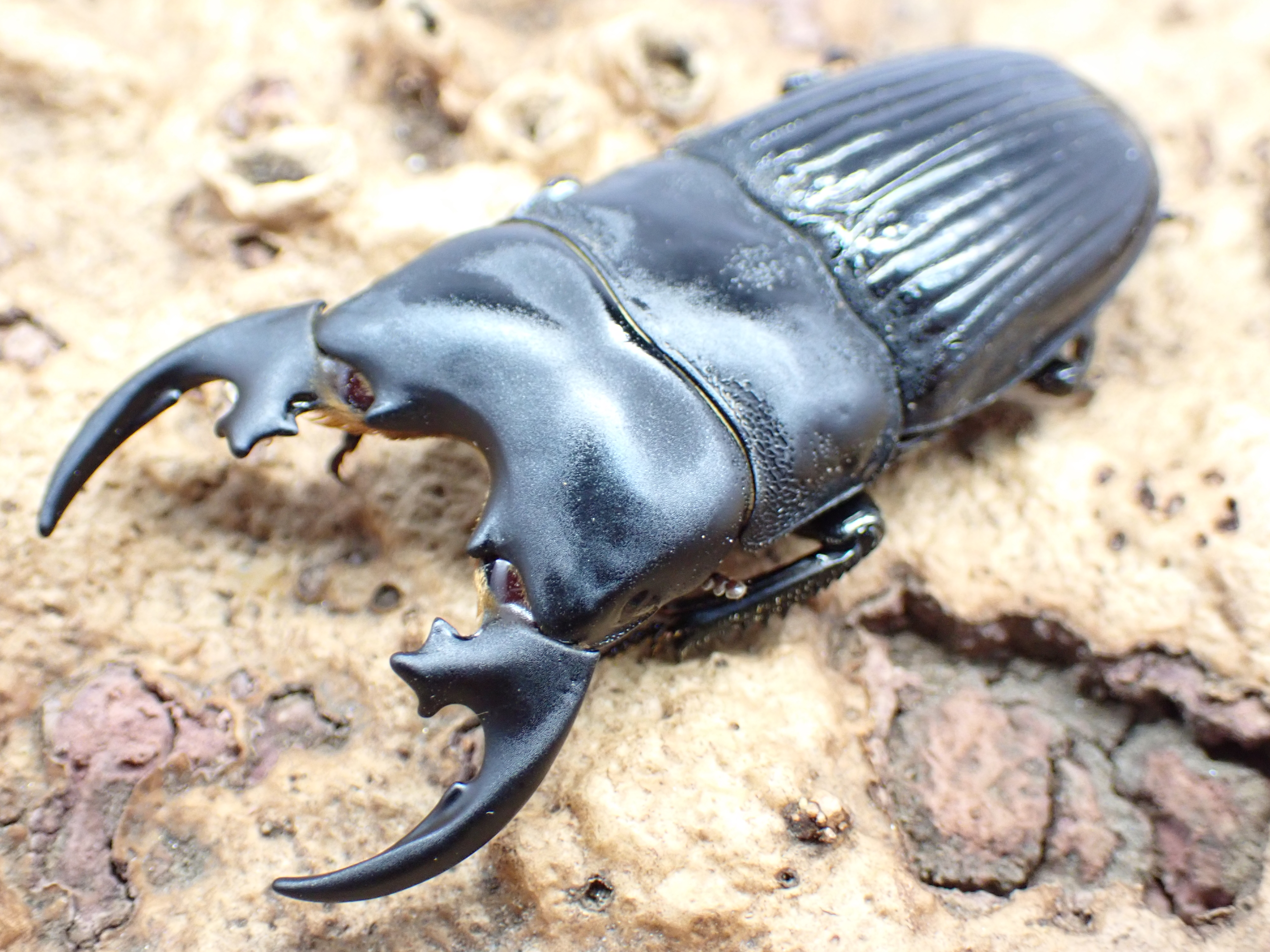 プラティオドンネブトクワガタ(原名亜種)　ペア