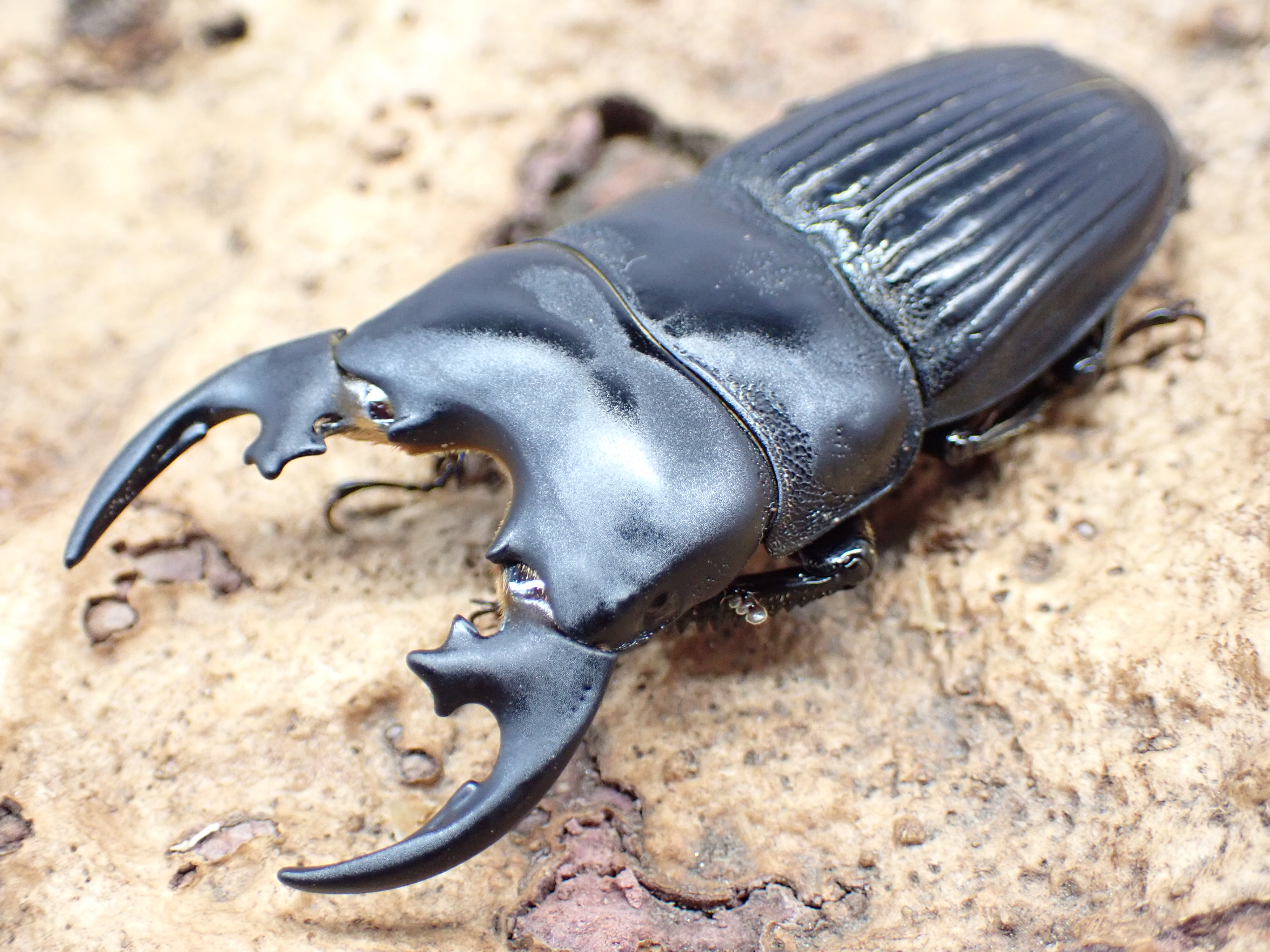 プラティオドンネブトクワガタ(原名亜種)　ペア