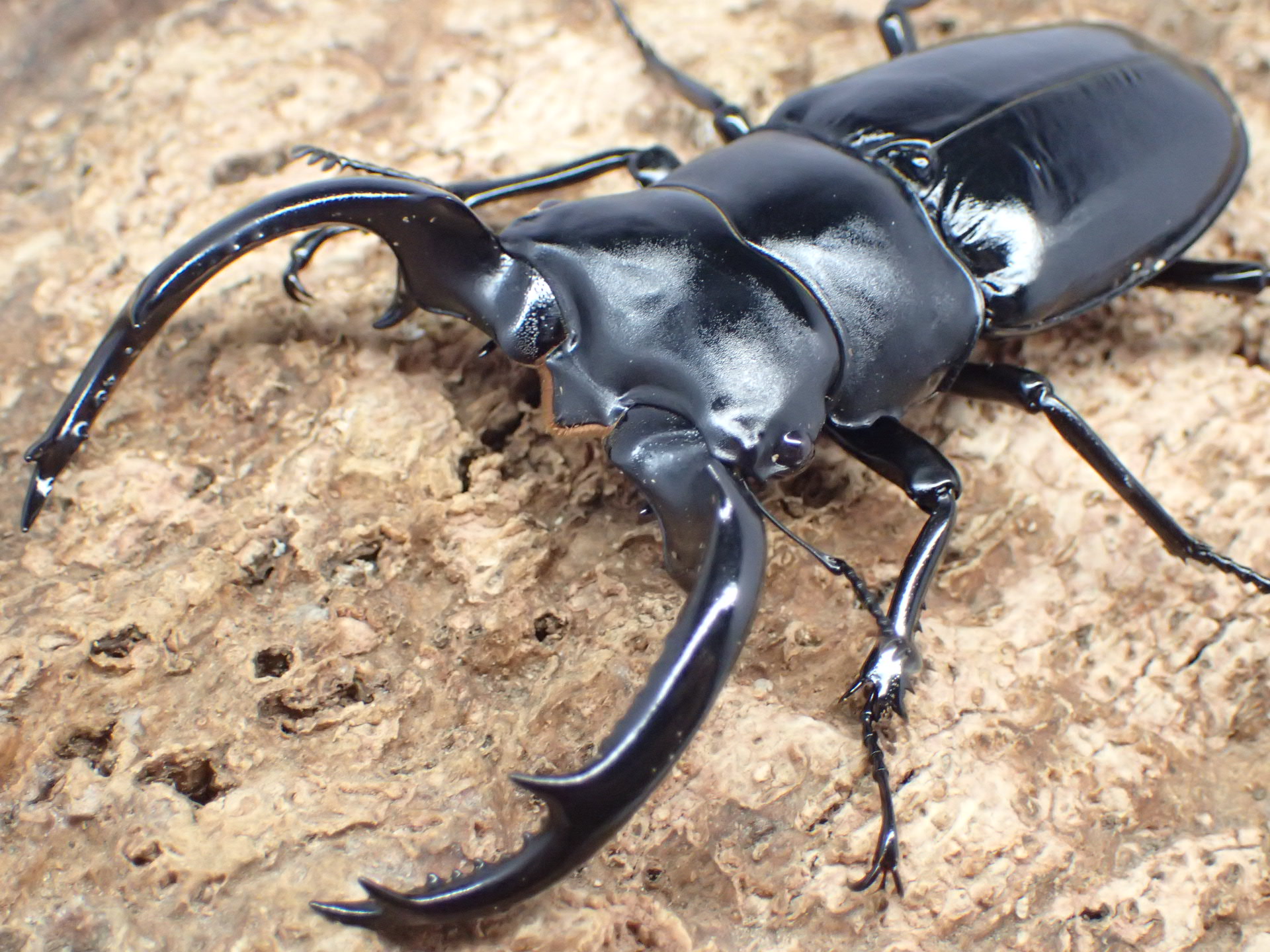 ウエストウッディオオシカクワガタ(原名亜種)　ペア