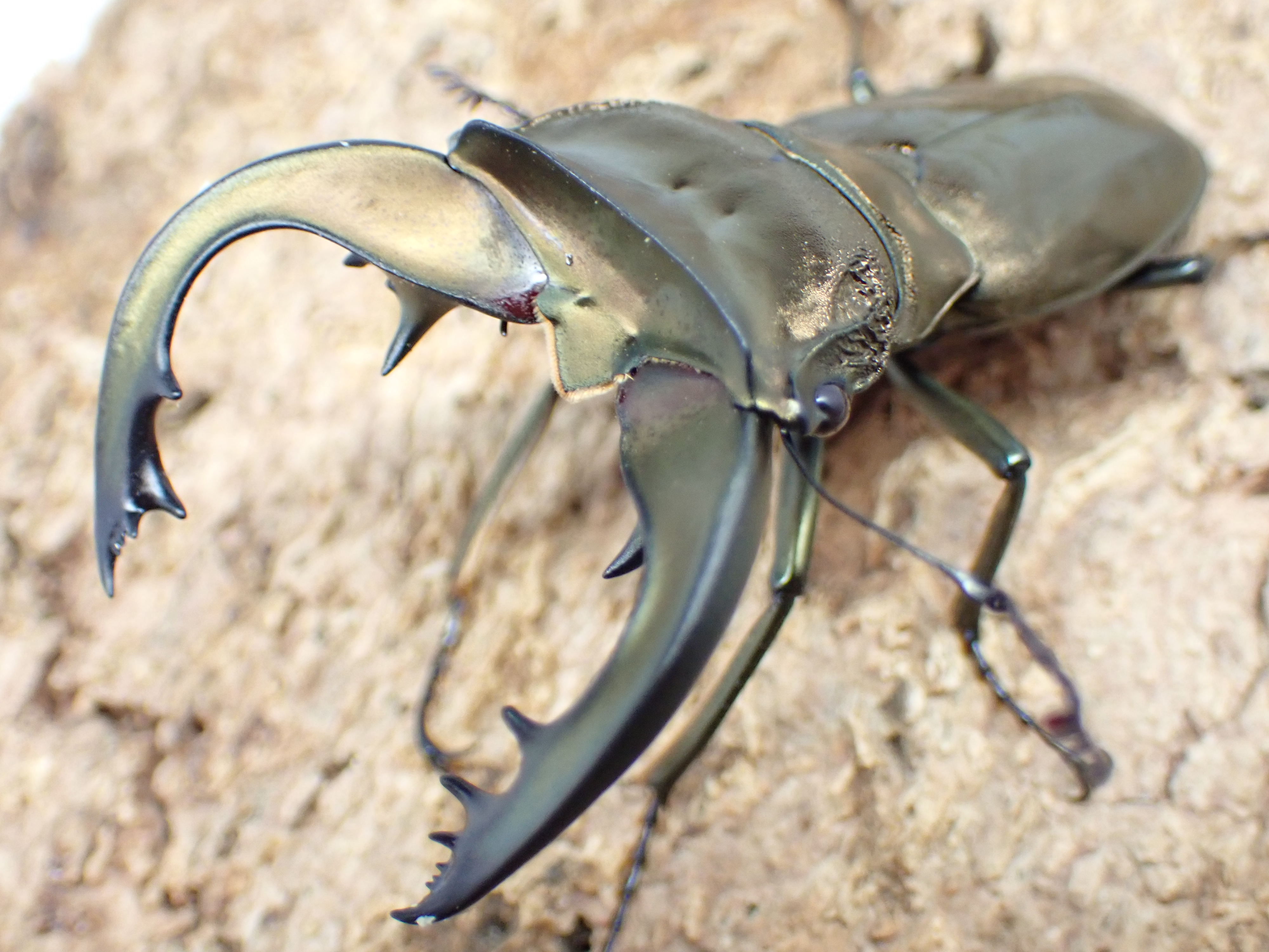 【ベララベラ産】スペキオススホソアカクワガタ(anepsius)　ペア