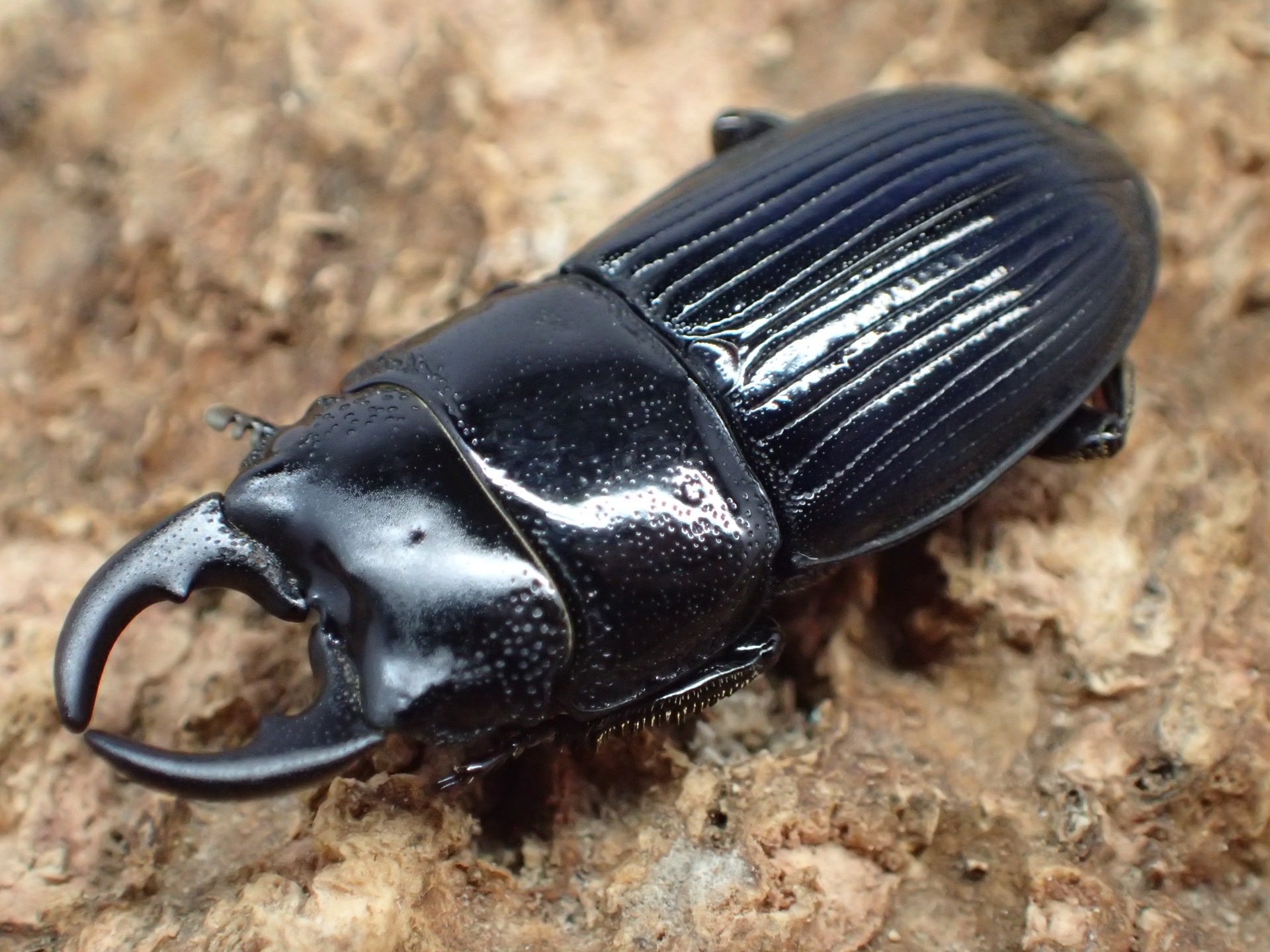 チェリフェルネブトクワガタ(nitidus)　ペア