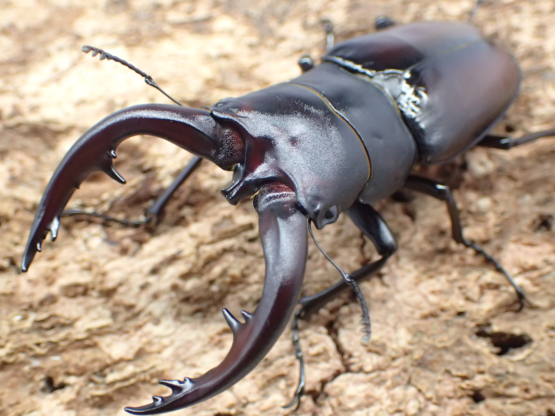 トカラノコギリクワガタ(黒化型)　ペア
