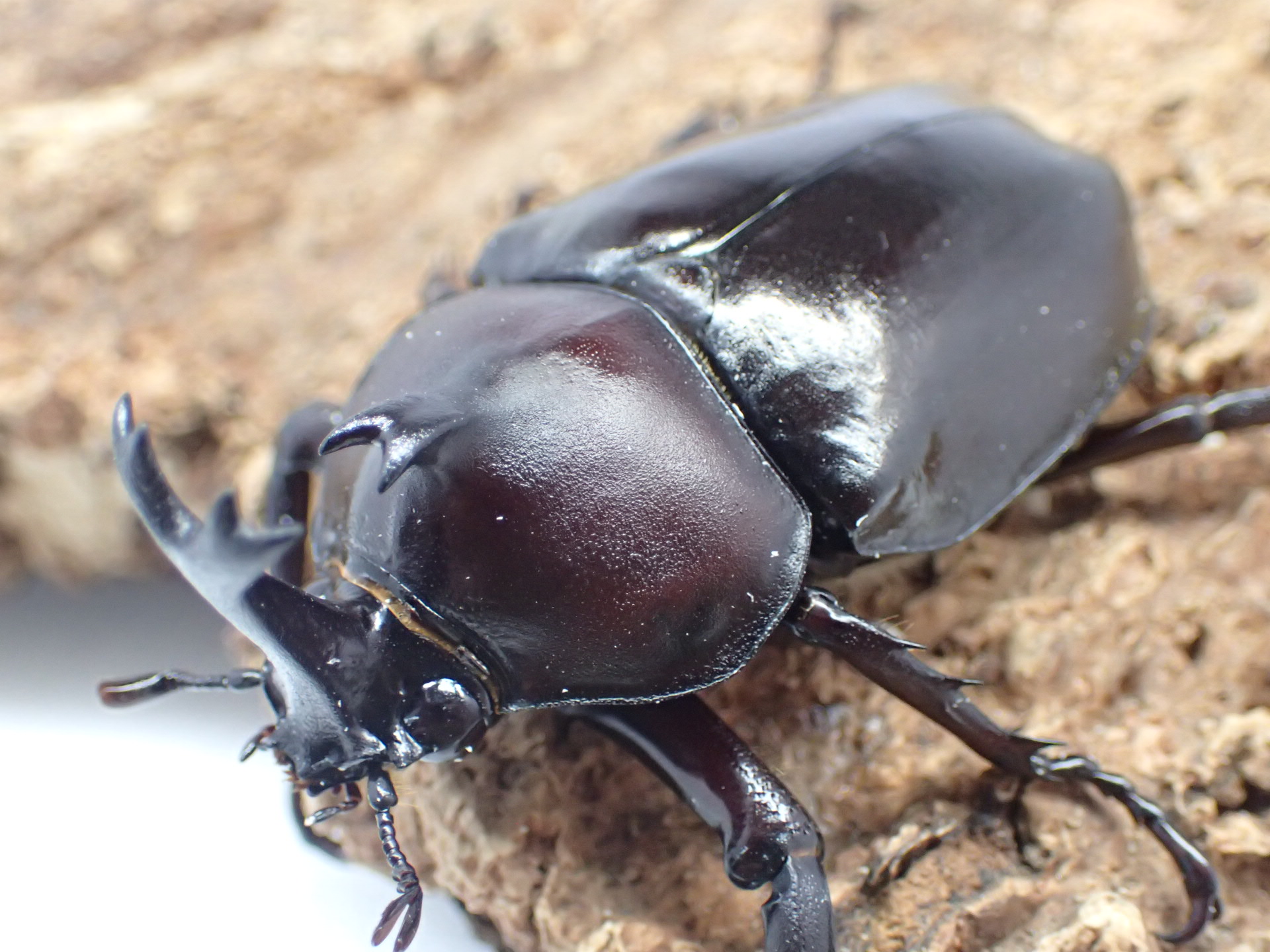 オキナワカブト　(1♂2♀トリオ)