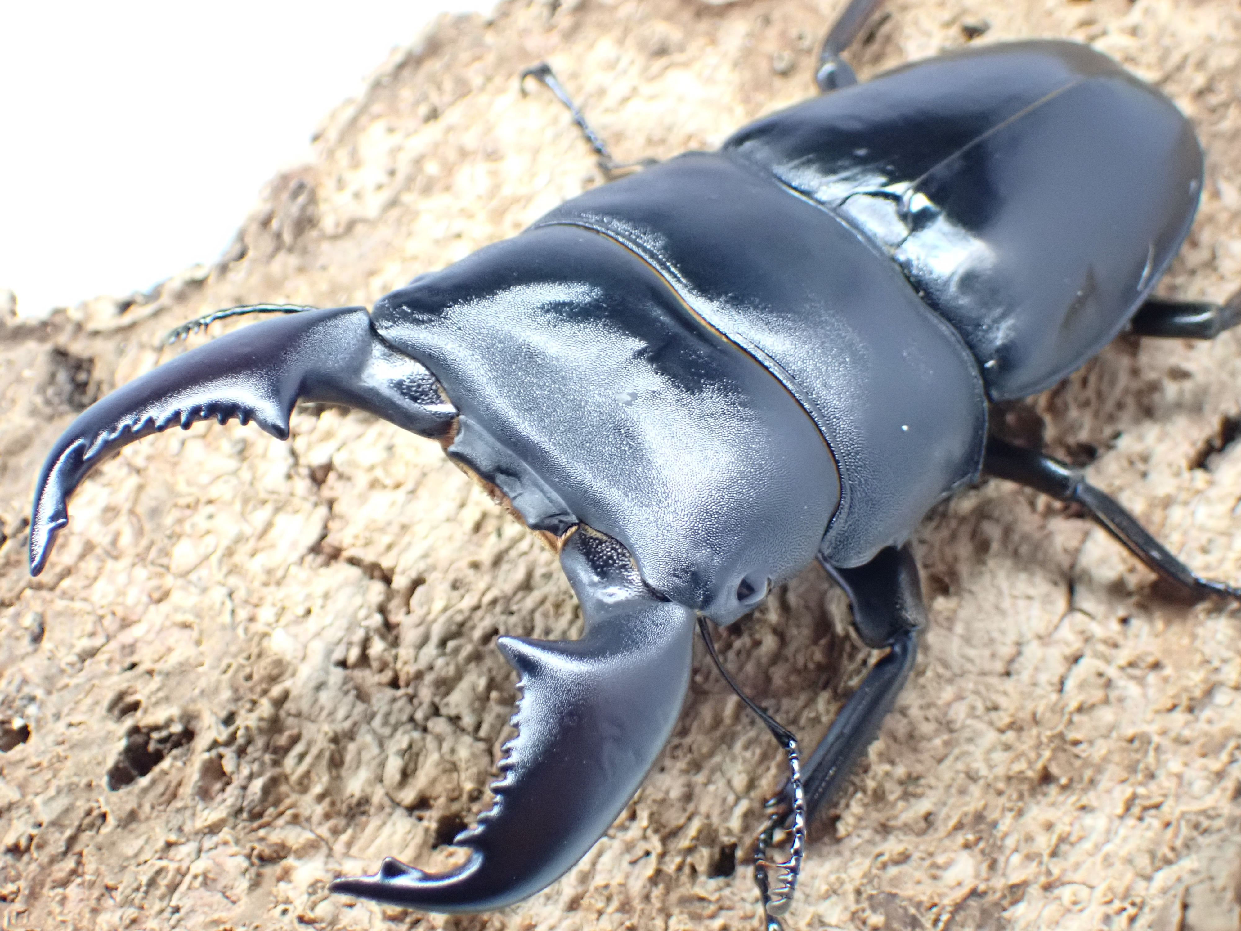 スマトラオオヒラタクワガタ　ペア
