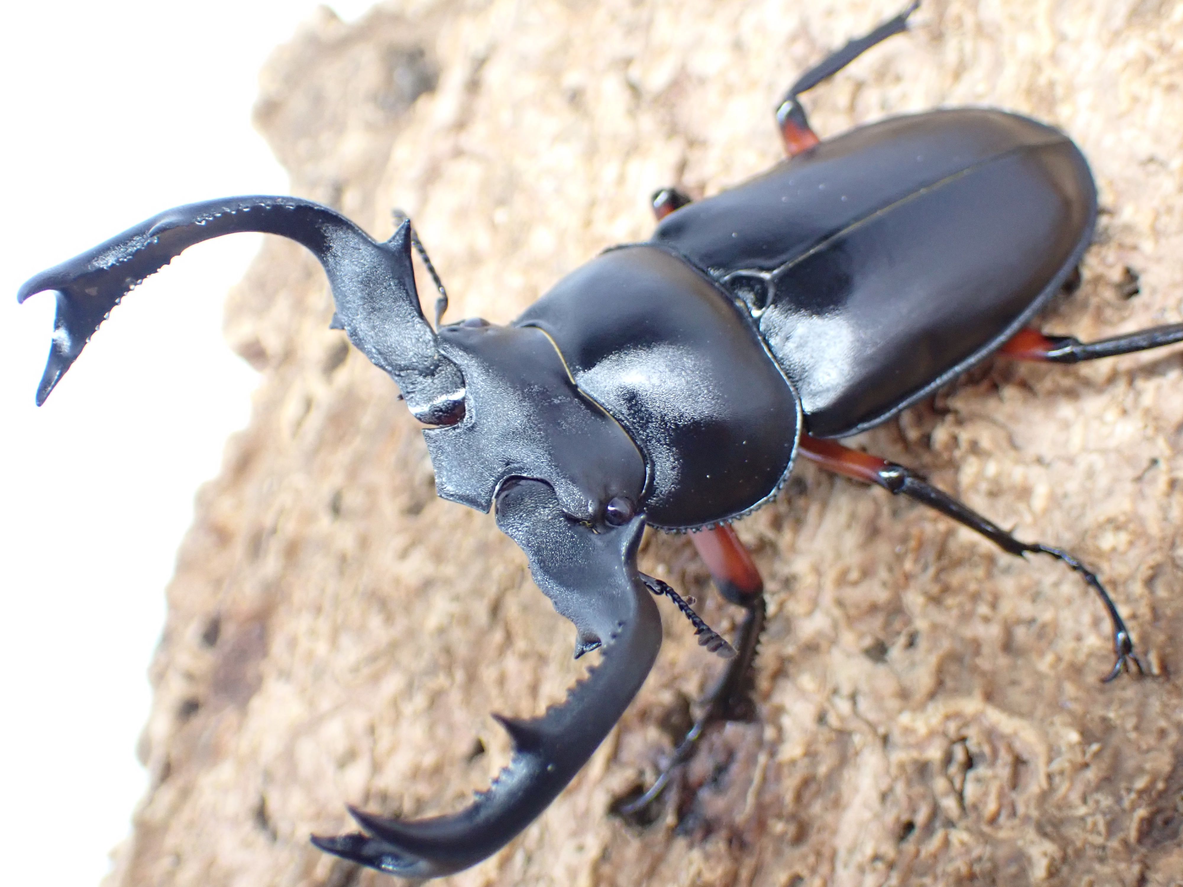 チュウゴクシカクワガタ　ペア