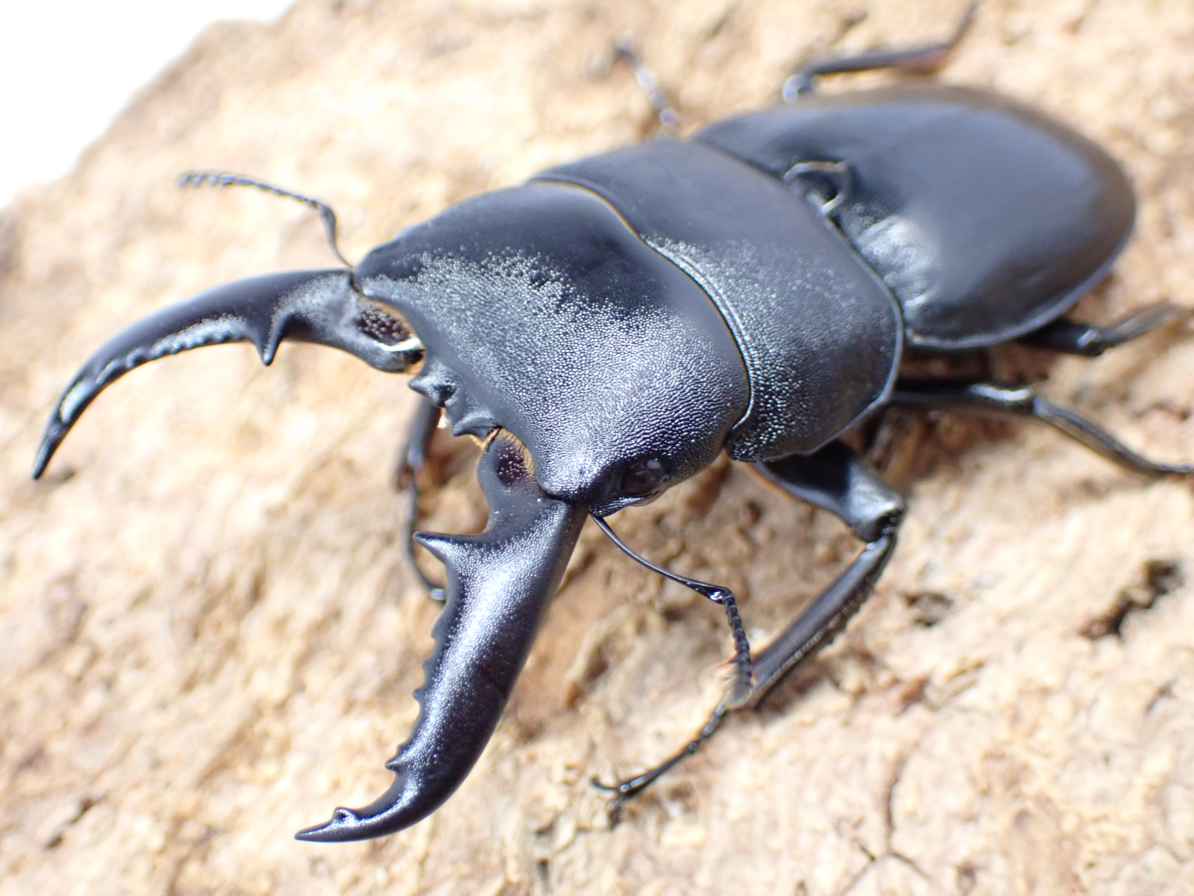 タカラヒラタクワガタ　ペア