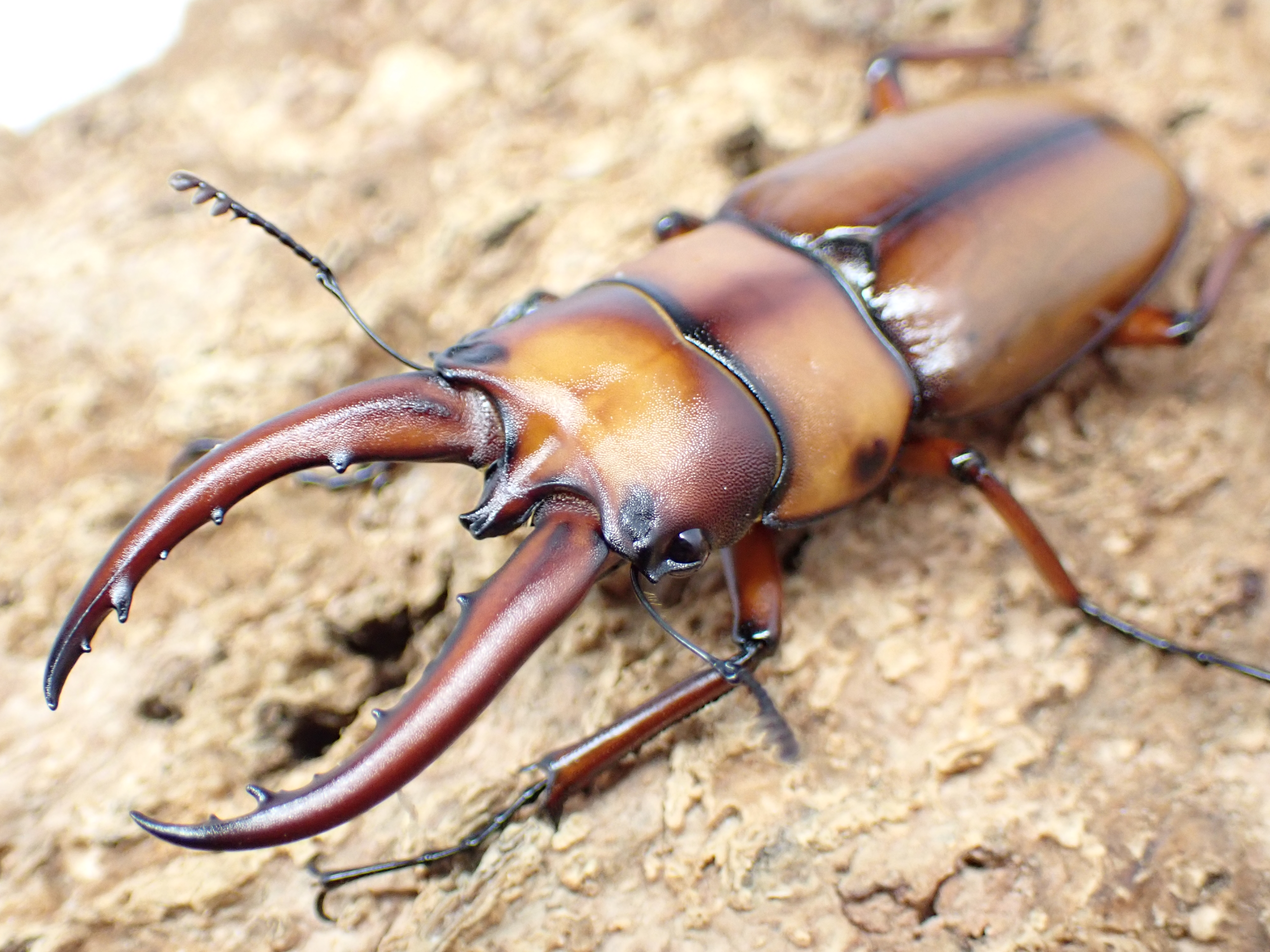 トカラノコギリクワガタ　ペア