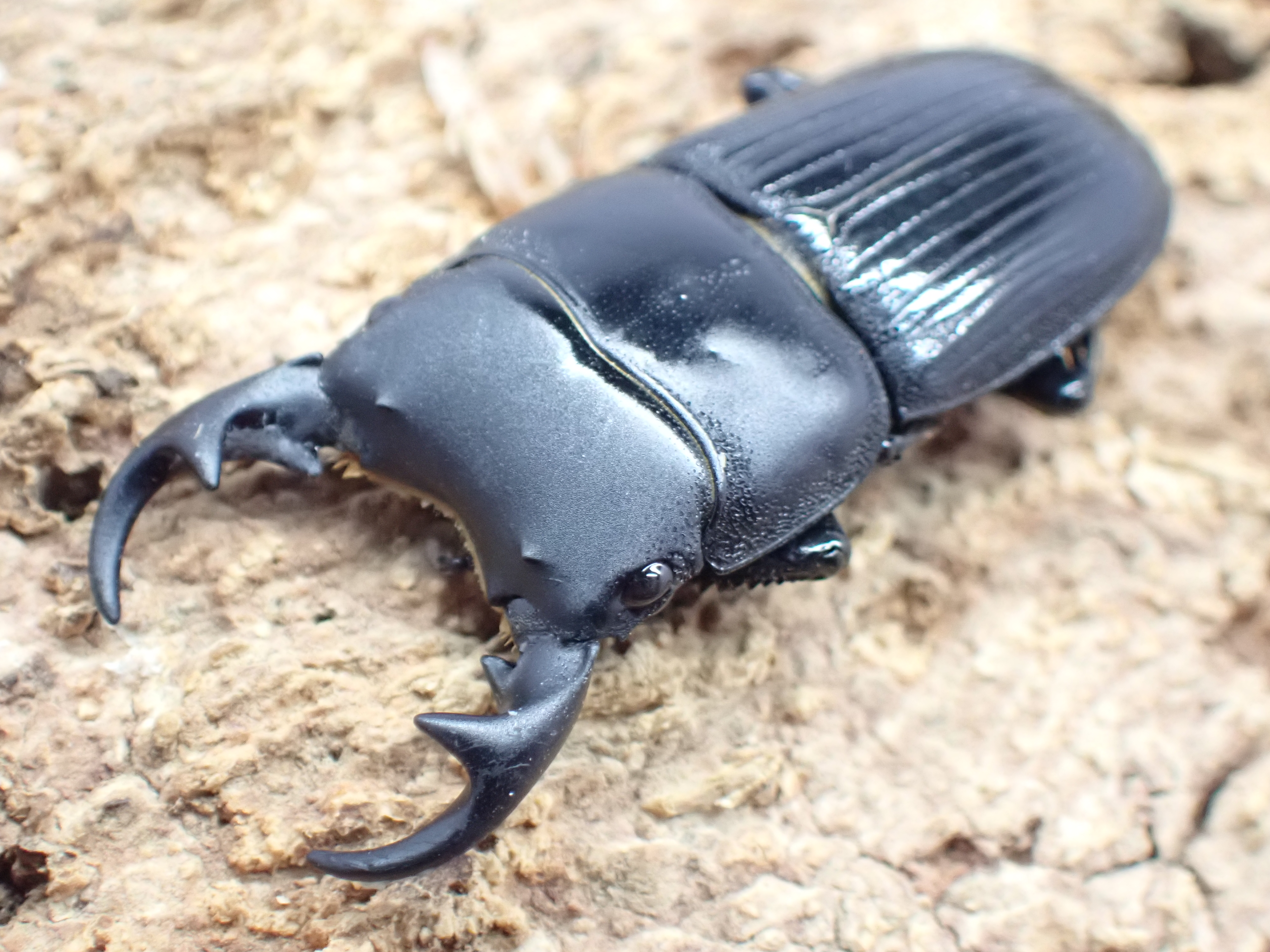 【WF1】タイワンネブトクワガタ　ペア