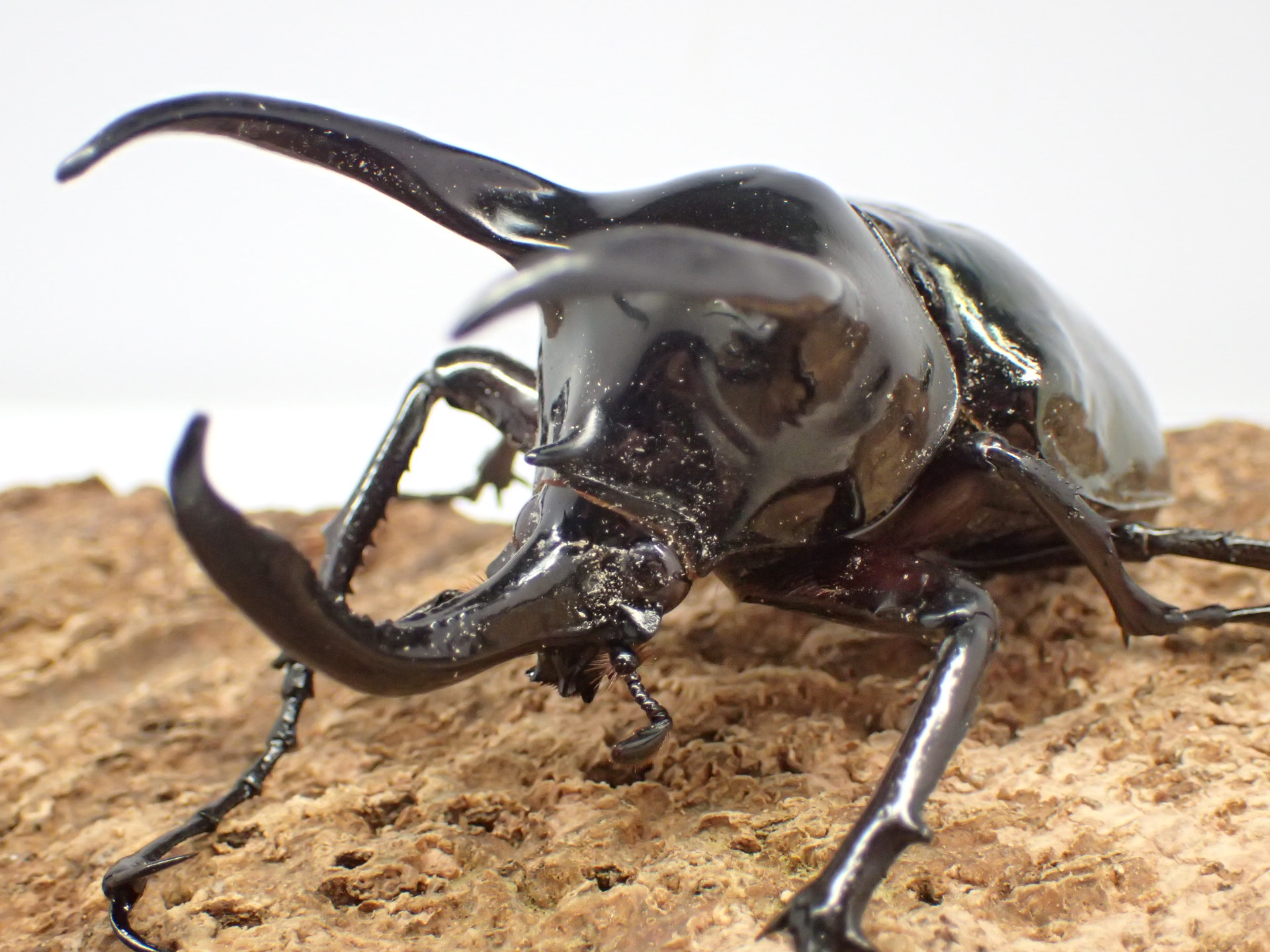【WD】【ラオス産】インドアトラスオオカブト(マンテツ)　ペア