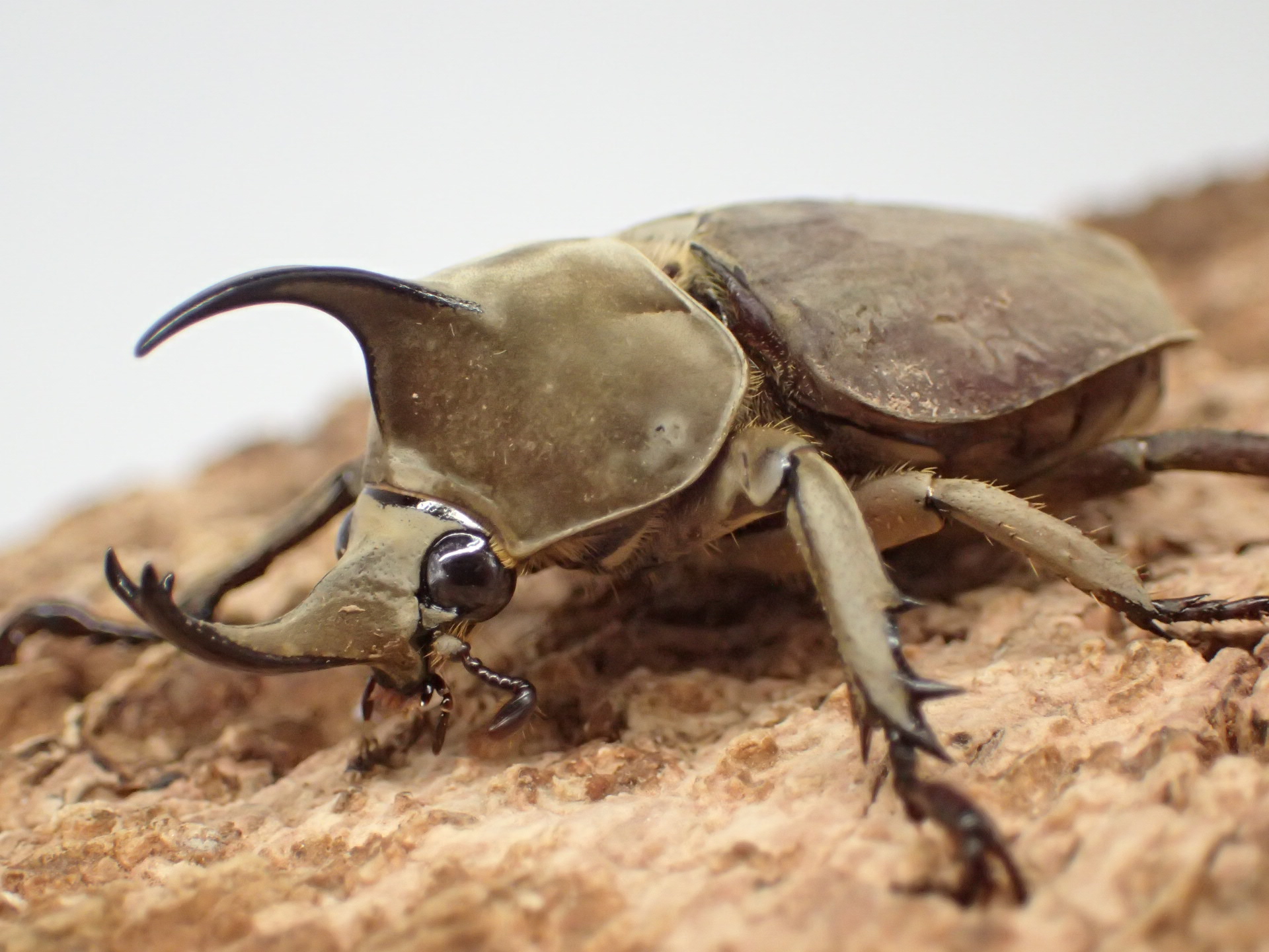 グランディスビロードヒナカブト(グランディスコフキカブト)　ペア