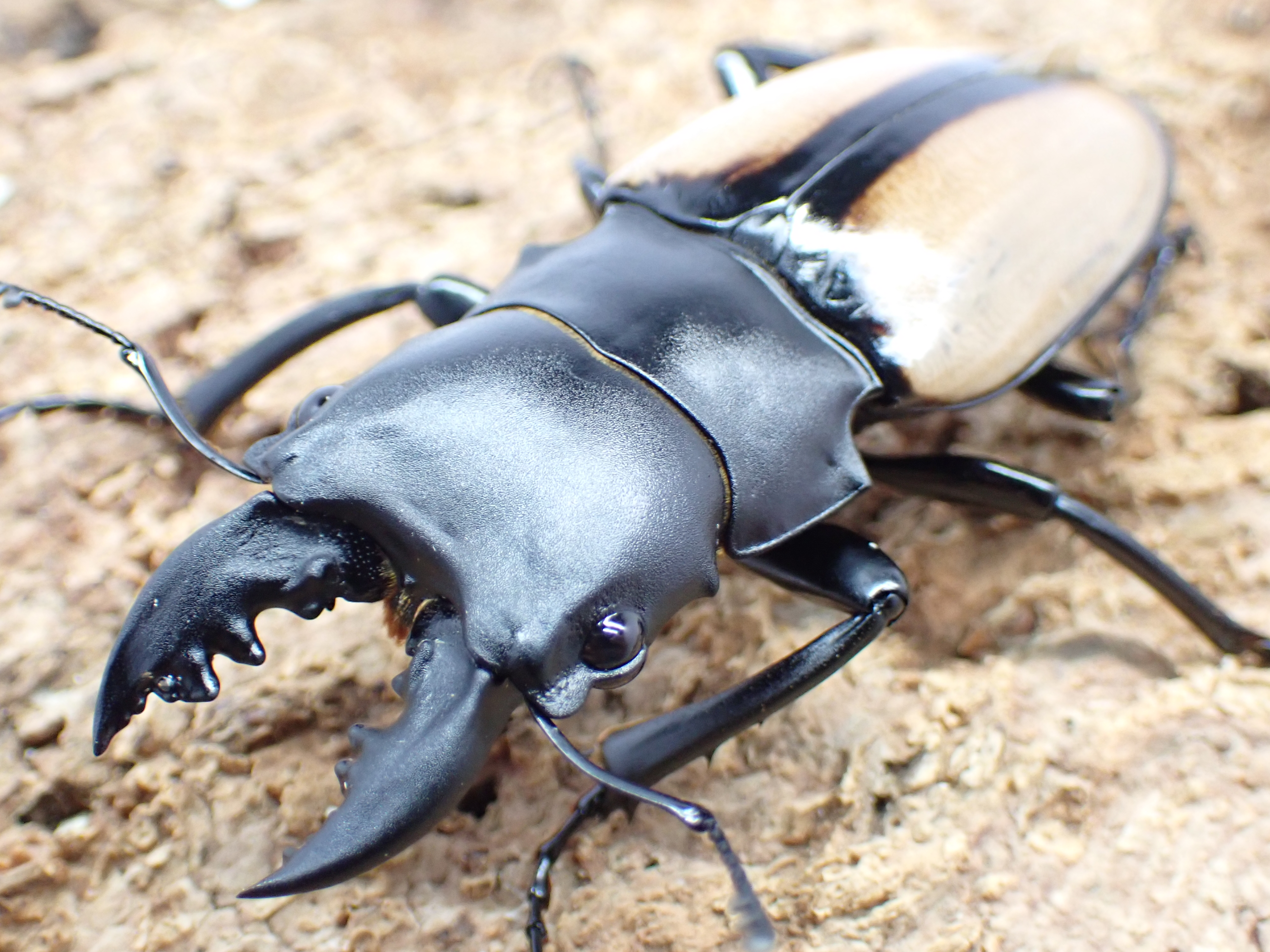 ベルシコロールツヤクワガタ　ペア