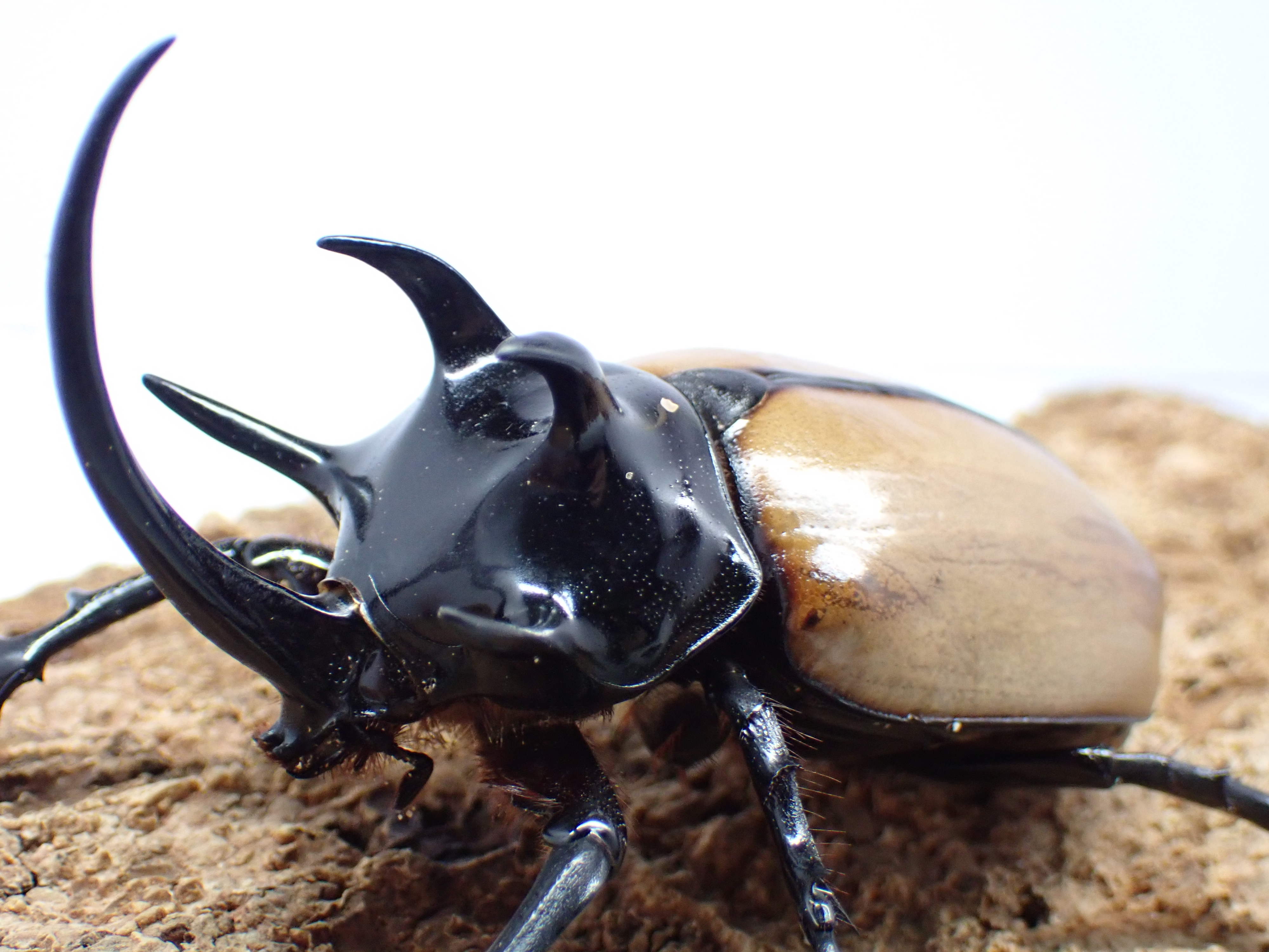 むしやどんぐり / 外国産カブト成虫